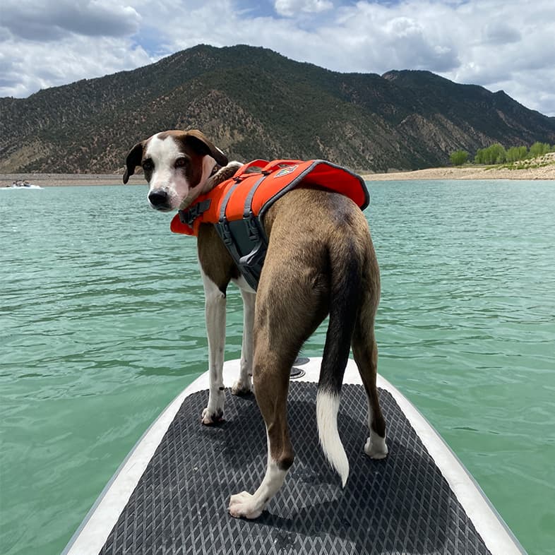Australian Cattle Dog and Foxhound Mix on Paddle Board | Taste of the Wild