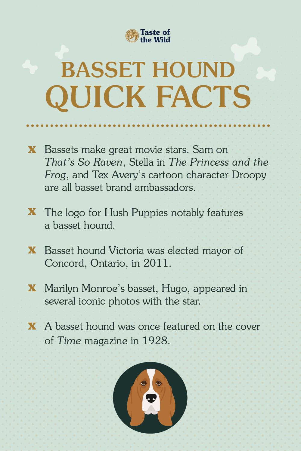 An interior graphic detailing five quick facts about basset hounds.