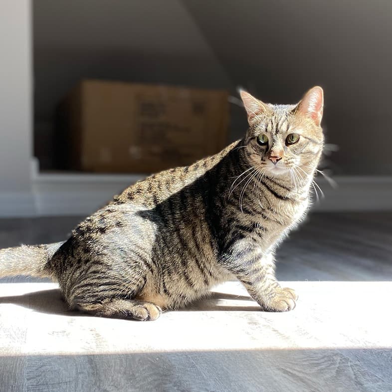 Cat Sunbathing Indoors | Taste of the Wild