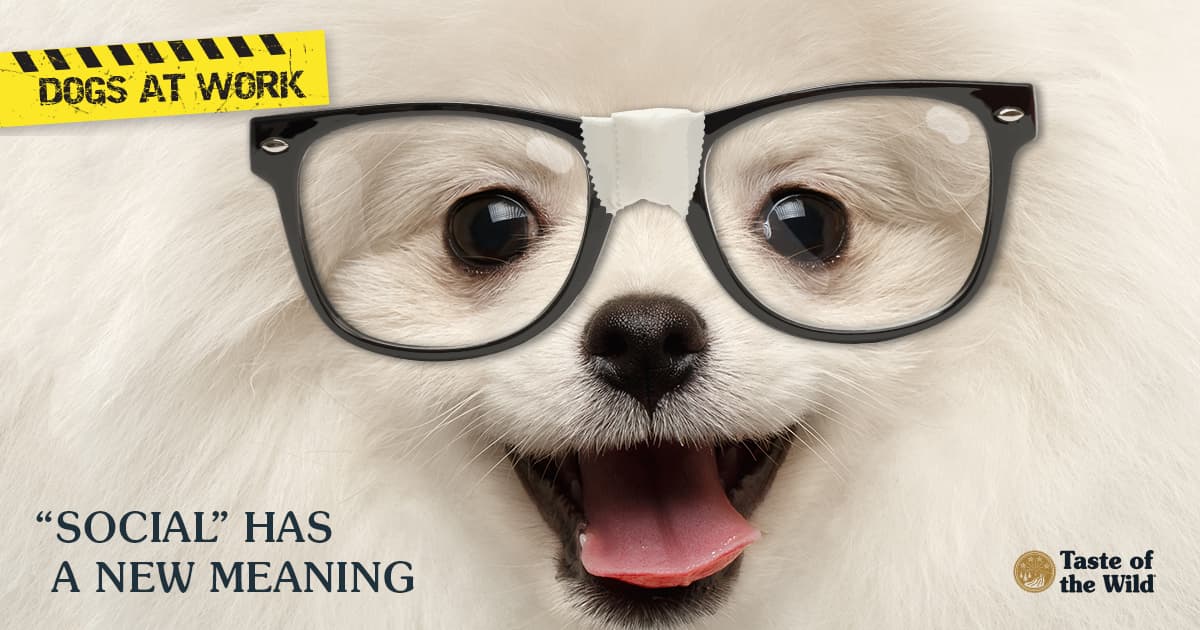 A close-up photo of a white dog wearing glasses.