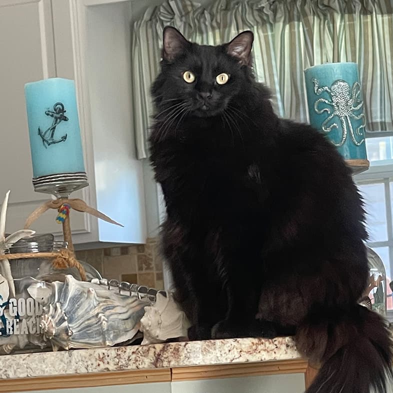 Mixed Black Cat Sitting on Counter | Taste of the Wild