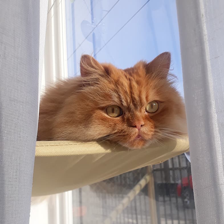 Persian Cat Sitting Between Curtains | Taste of the Wild