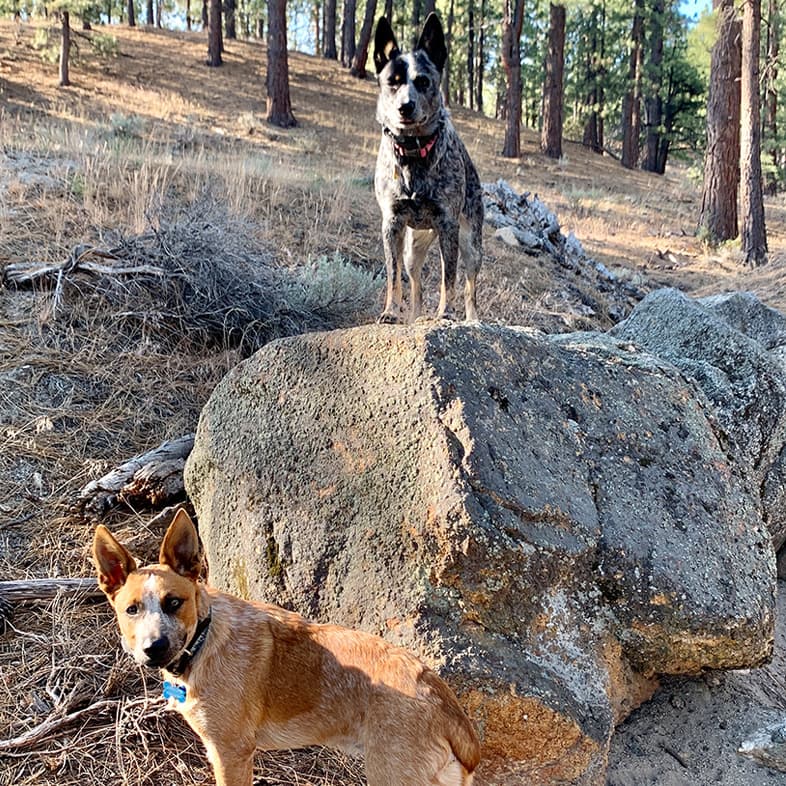 Two Cattle Dogs on Rock on Hike | Taste of the Wild