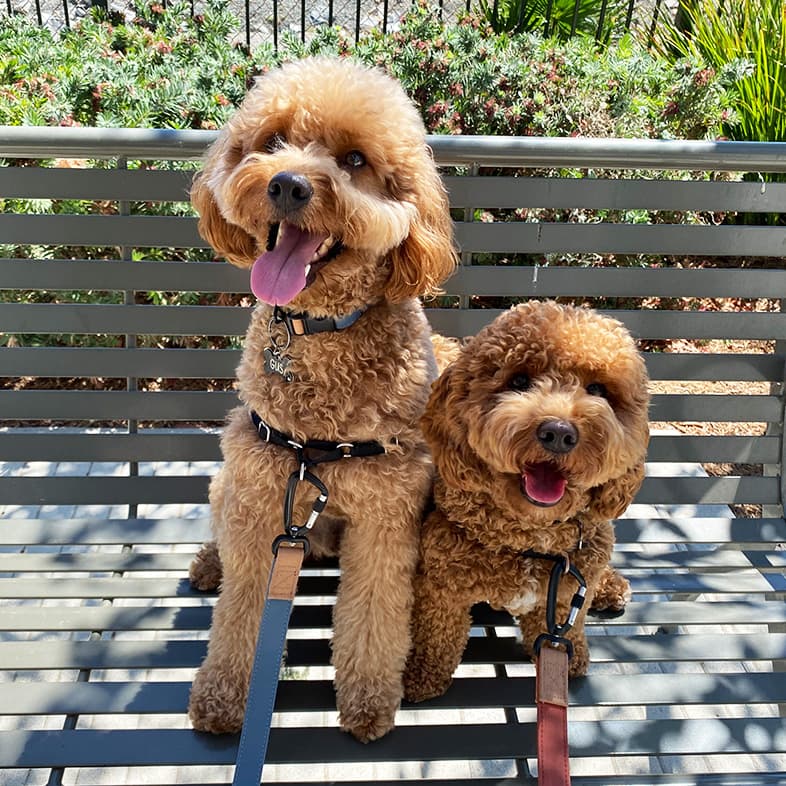 Two Cavapoochons Sitting on Bench | Taste of the Wild