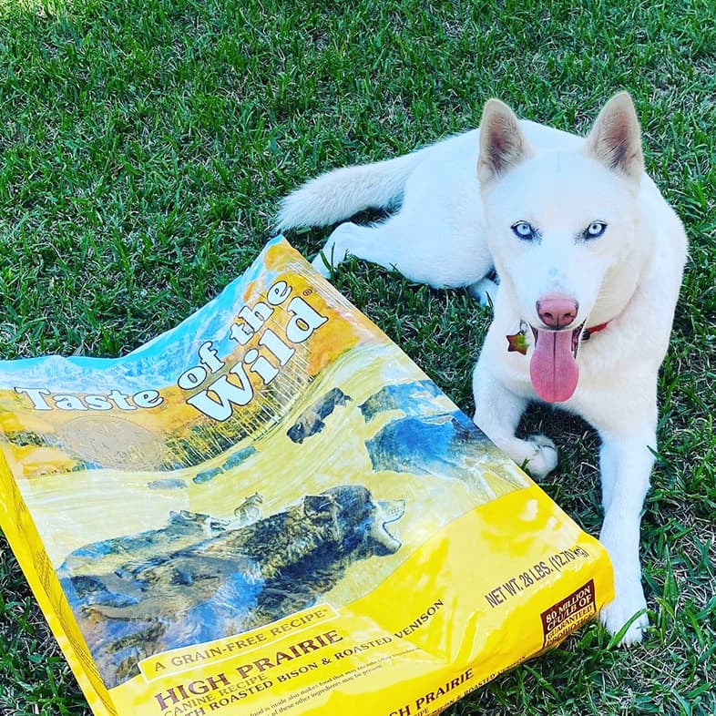 White Husky Lying Next to Taste of the Wild Food Bag | Taste of the Wild