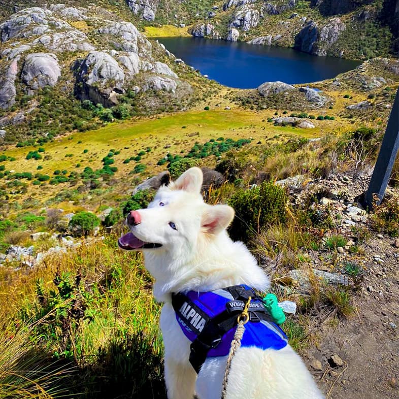 White Siberian Husky in Front of Mountains and Lake | Taste of the Wild
