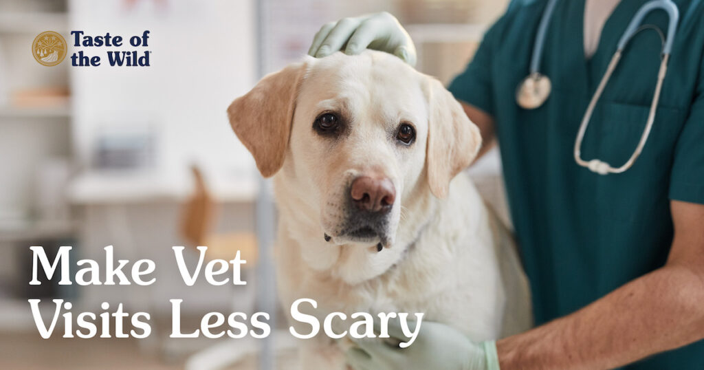 A dog sitting on a table getting examined by a veterinarian wearing gloves.