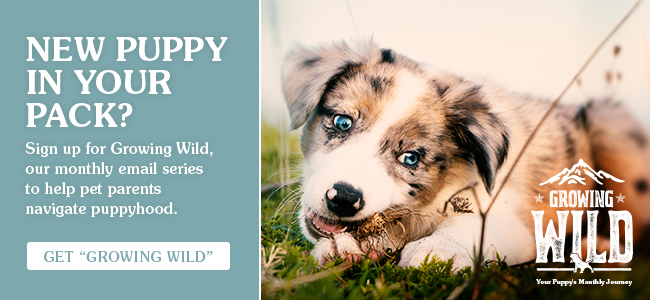 A new puppy text graphic with a white, tan and black puppy lying in the grass.