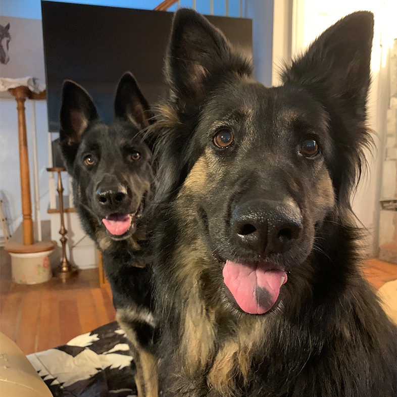 Two German Shepherds Sitting and Looking at the Camera | Taste of the Wild