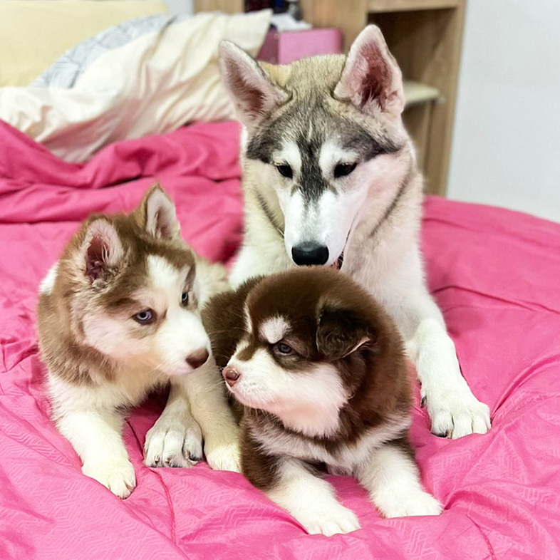 Adult Husky with Two Husky Puppies on Bed | Taste of the Wild