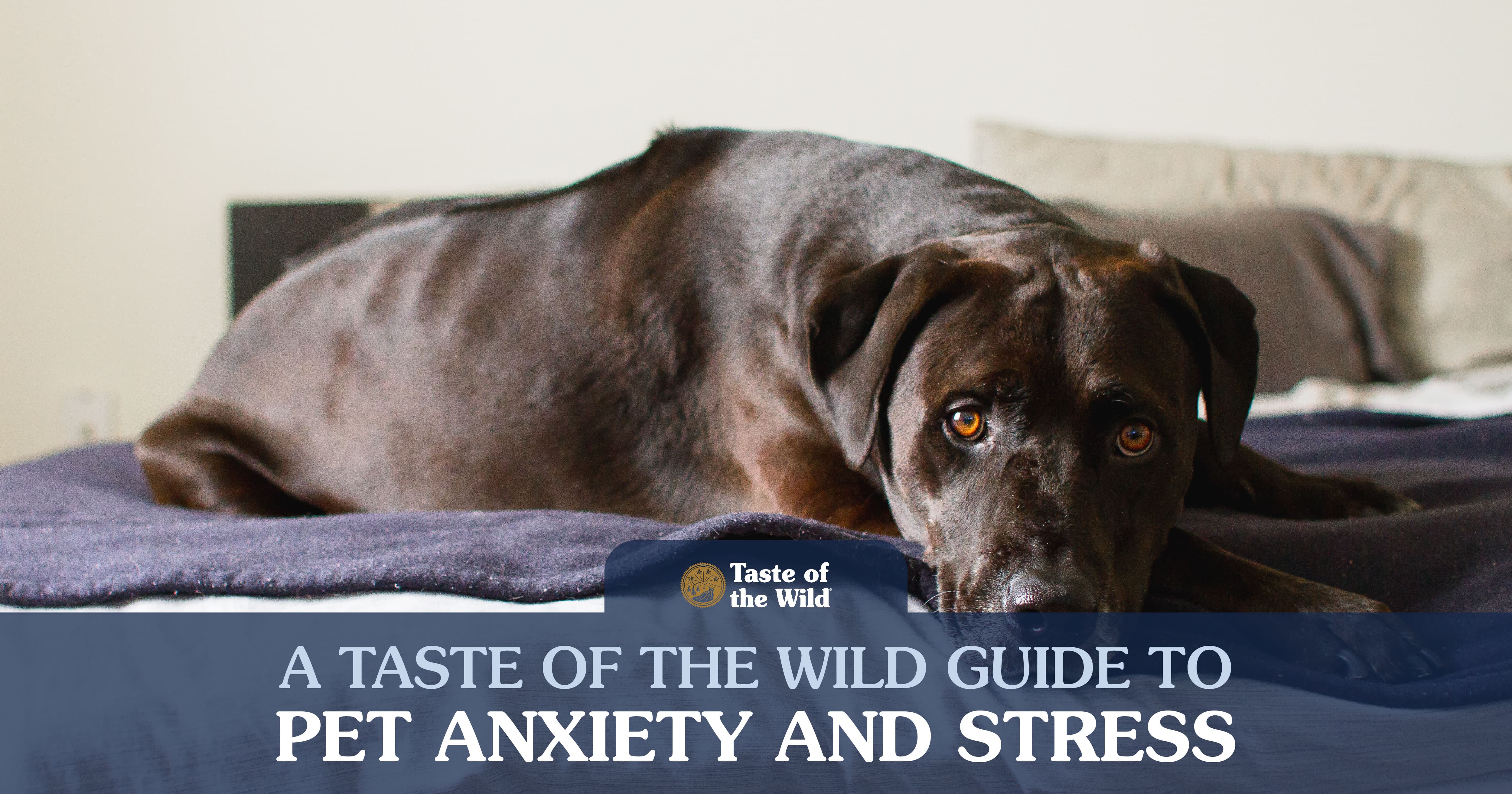 A Brown Dog Laying on a Bed. | Taste of the Wild