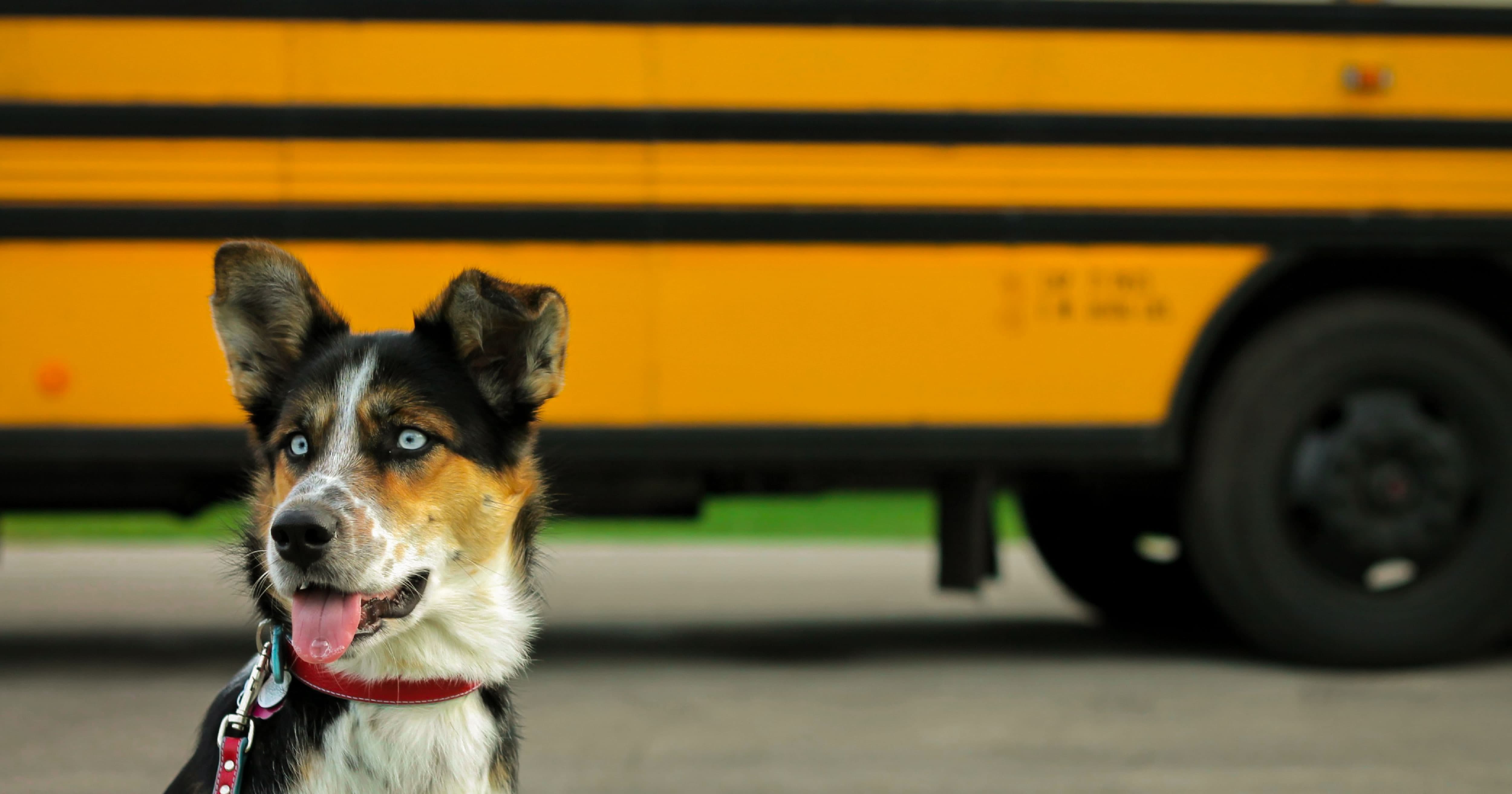 A Dog Standing in Front of a School Bus. | Taste of the Wild