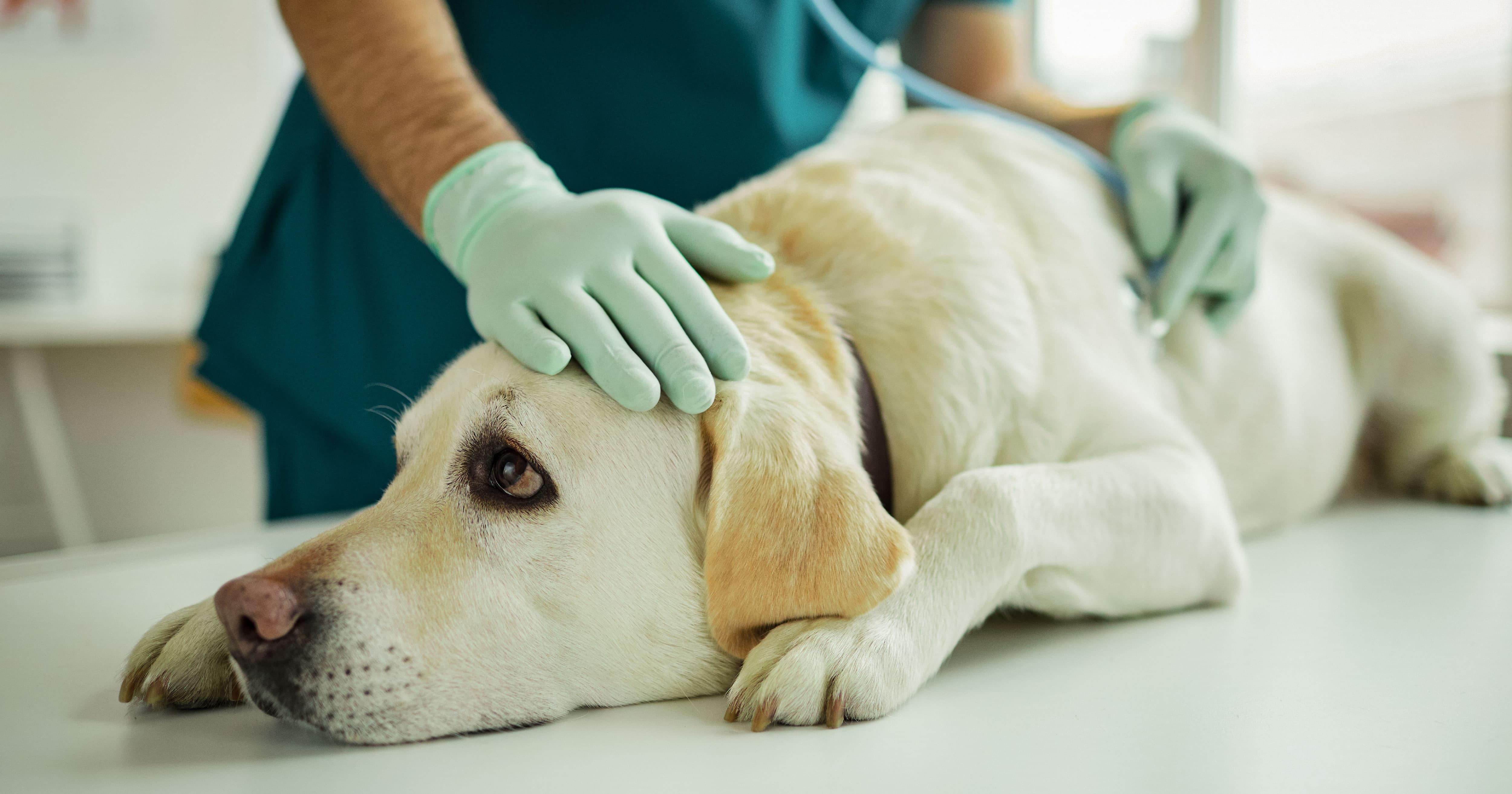 A Dog Being Treated by a Veterinarian. | Taste of the Wild