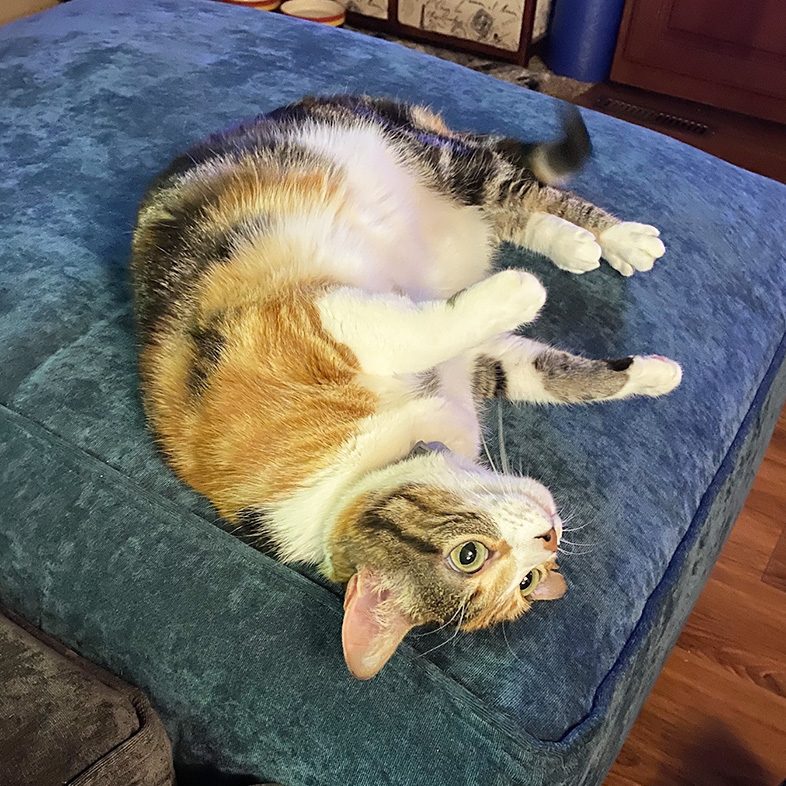 Domestic Longhair Cat Lying on Pet Bed | Taste of the Wild