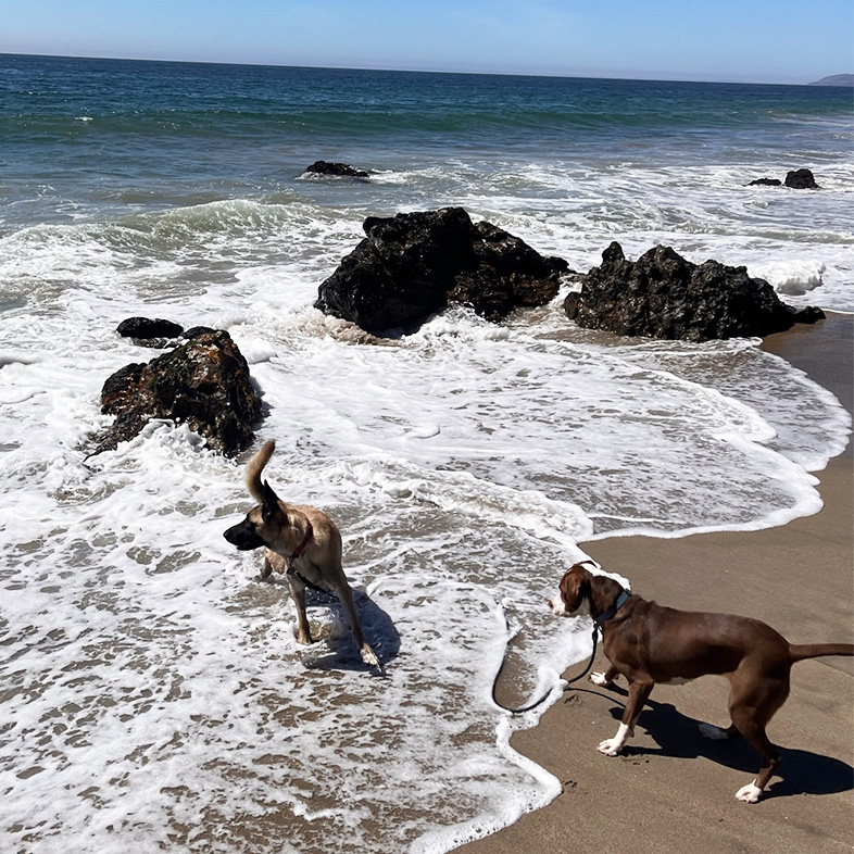 Two Dogs Playing at Beach | Taste of the Wild