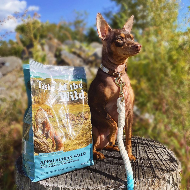 Miniature Pinscher and Chihuahua Mix Next to Taste of the Wild Food Bag | Taste of the Wild