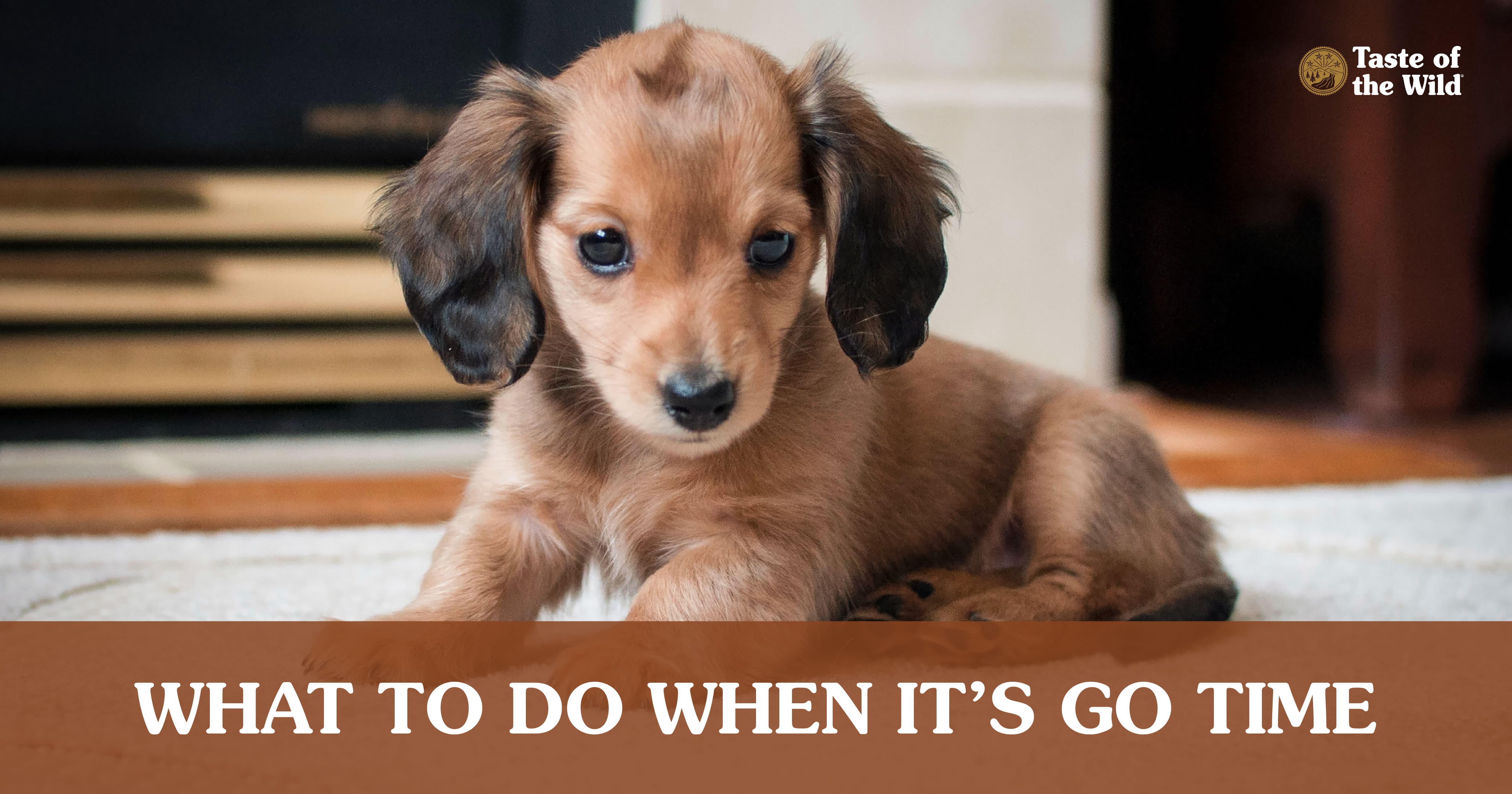 It's Go Time: Cleaning Up When Potty Training Your Puppy | Taste of the Wild