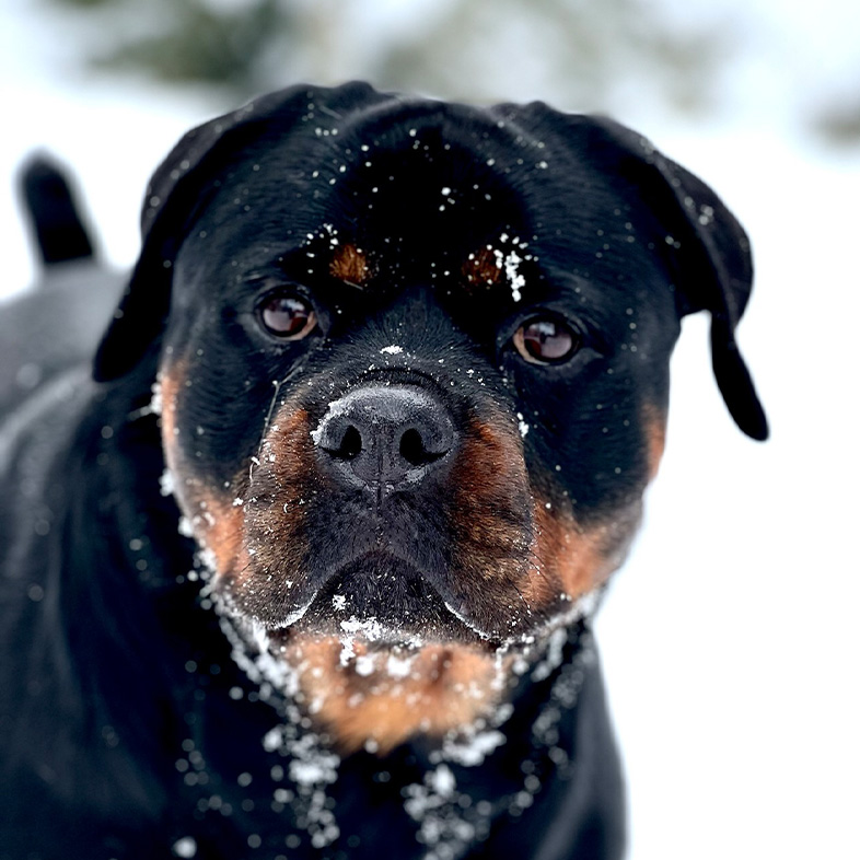 Rottweiler with Snow on Face | Taste of the Wild