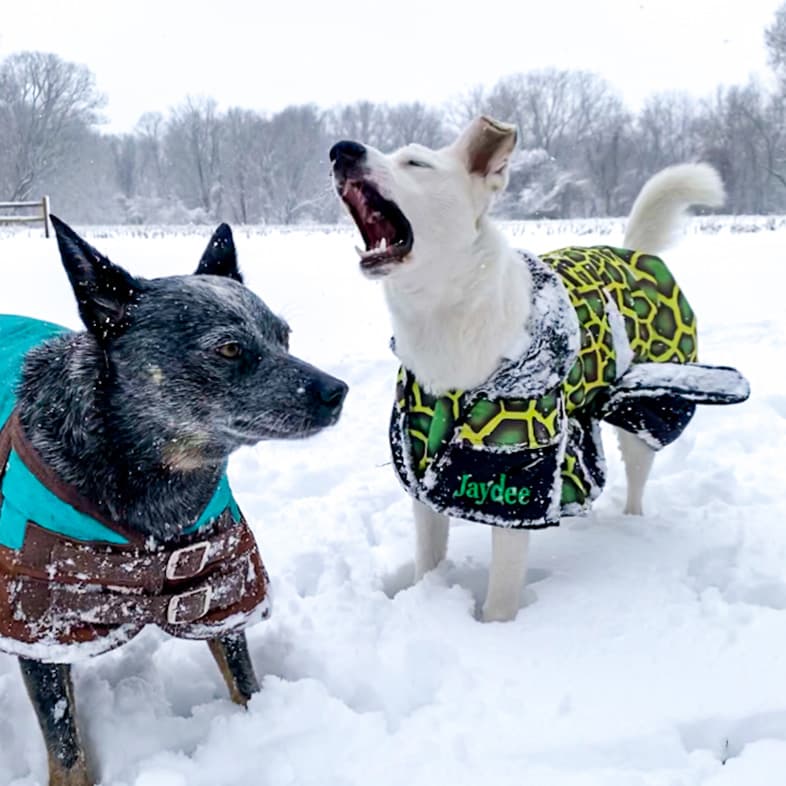 Two Australian Cattle Dogs Playing in the Snow | Taste of the Wild