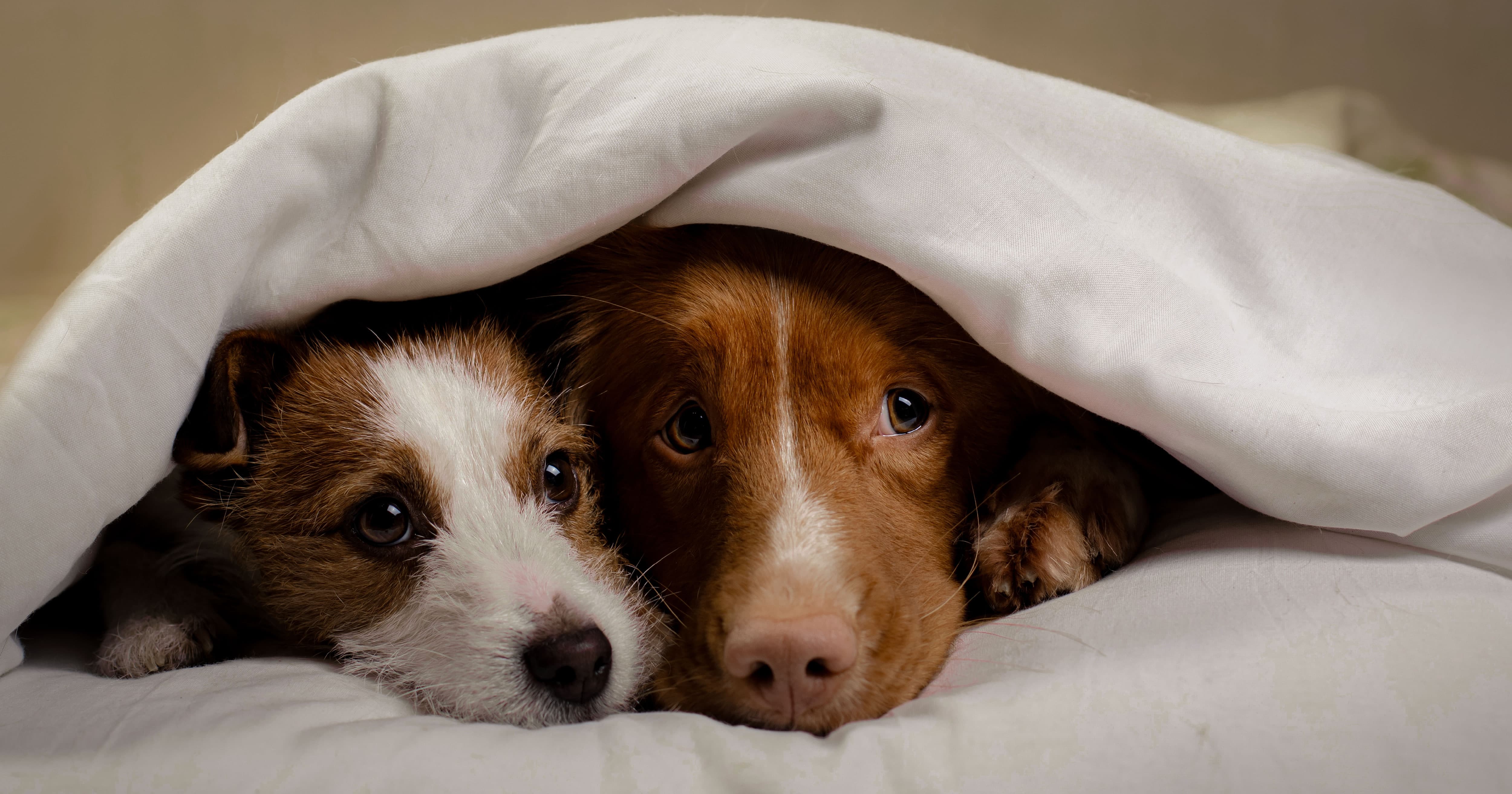 Two Dogs Under the Covers in a Bed. | Taste of the Wild