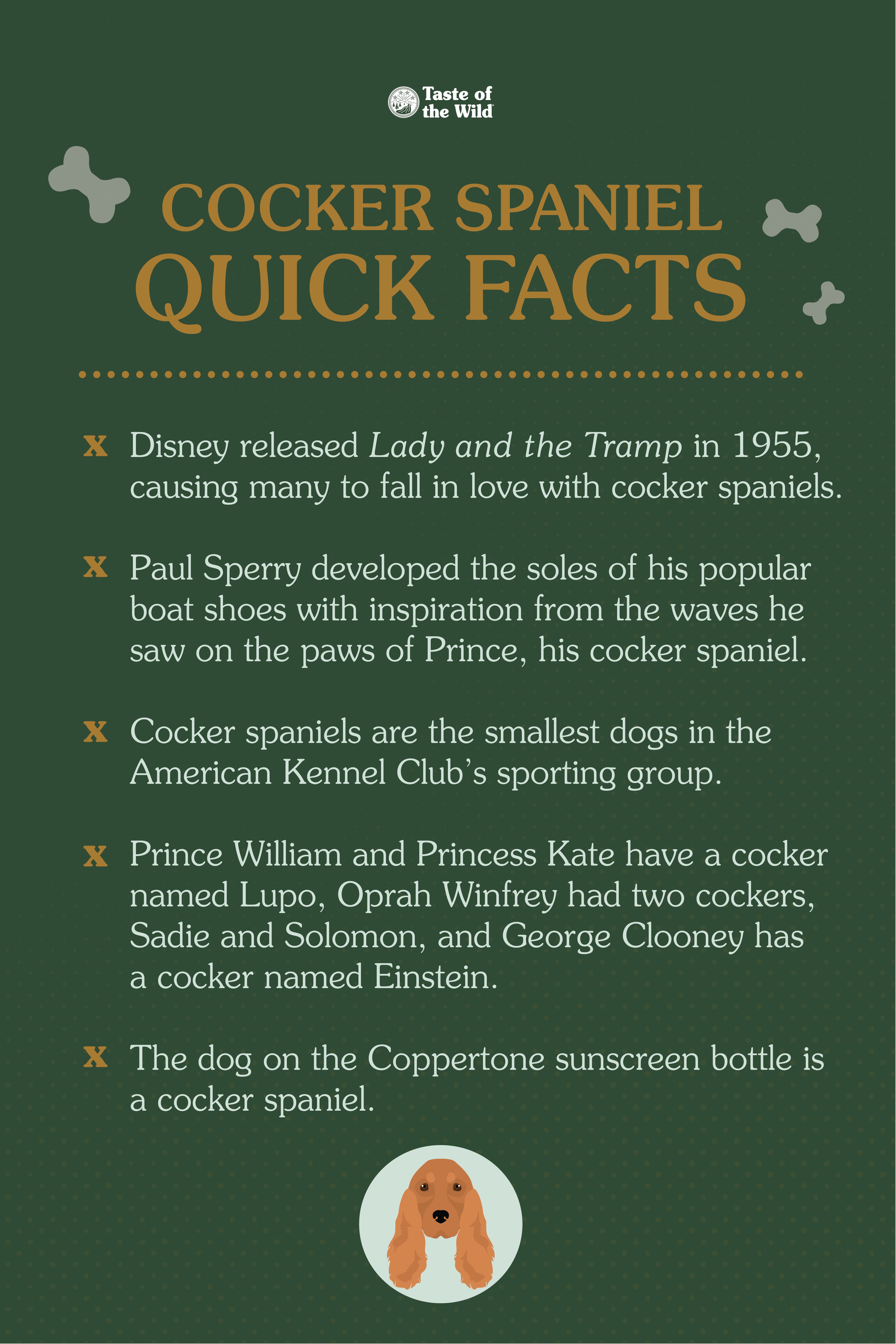 An interior graphic listing five quick facts about cocker spaniels.
