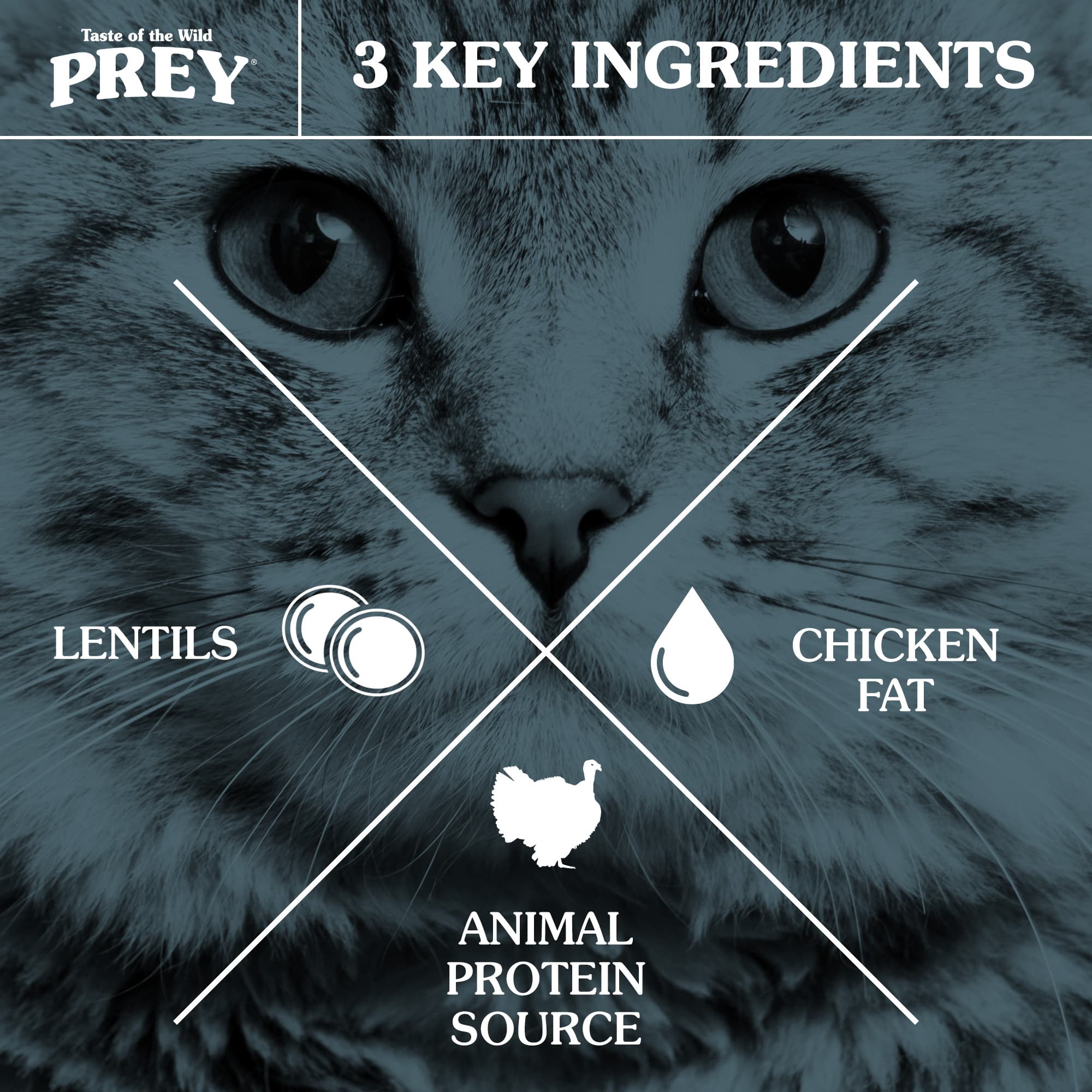 A cat's face overlaid with three key recipe ingredients including chicken fat, animal protein and lentils.