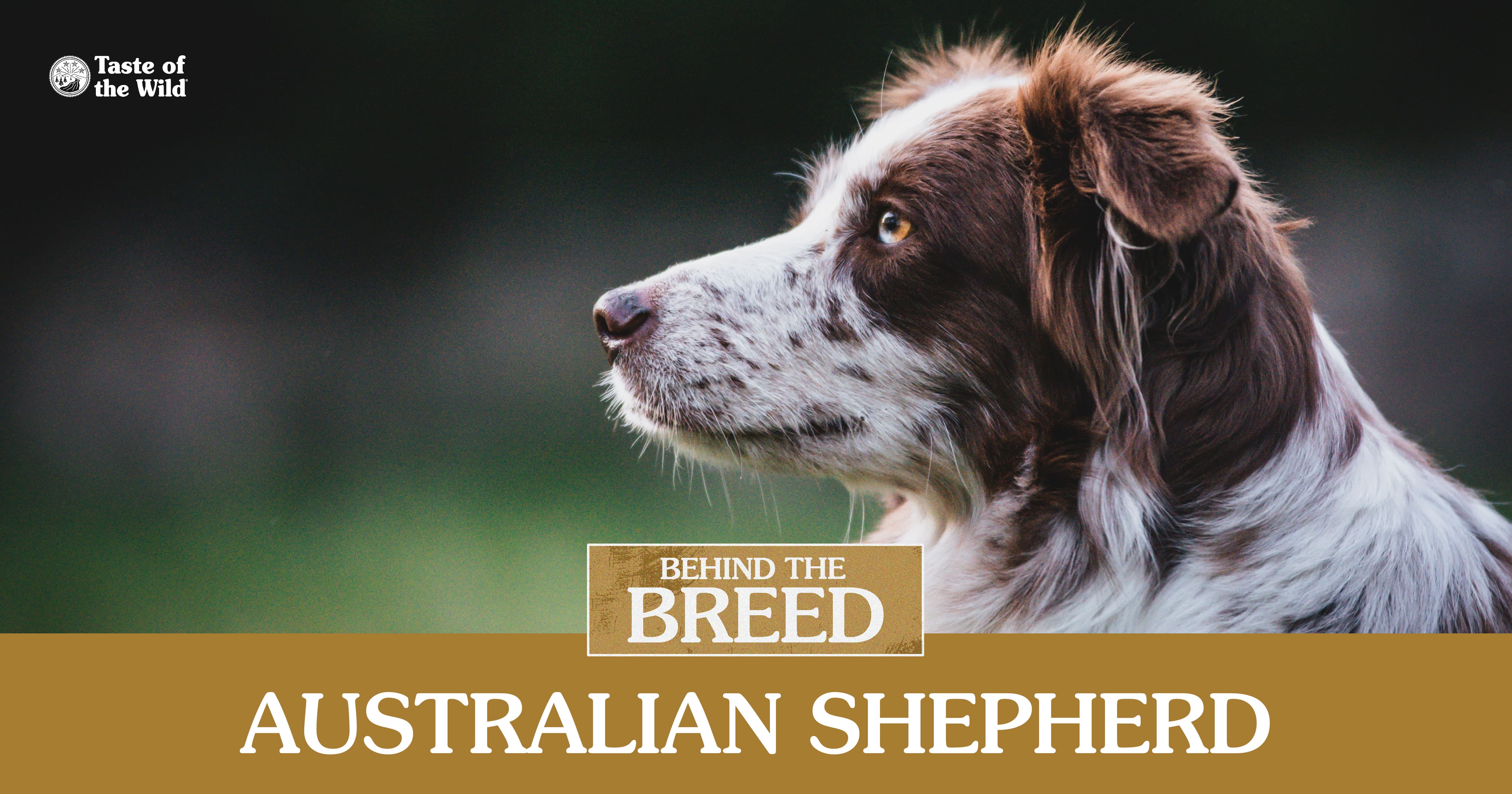 An Australian shepherd outside. | Taste of the Wild