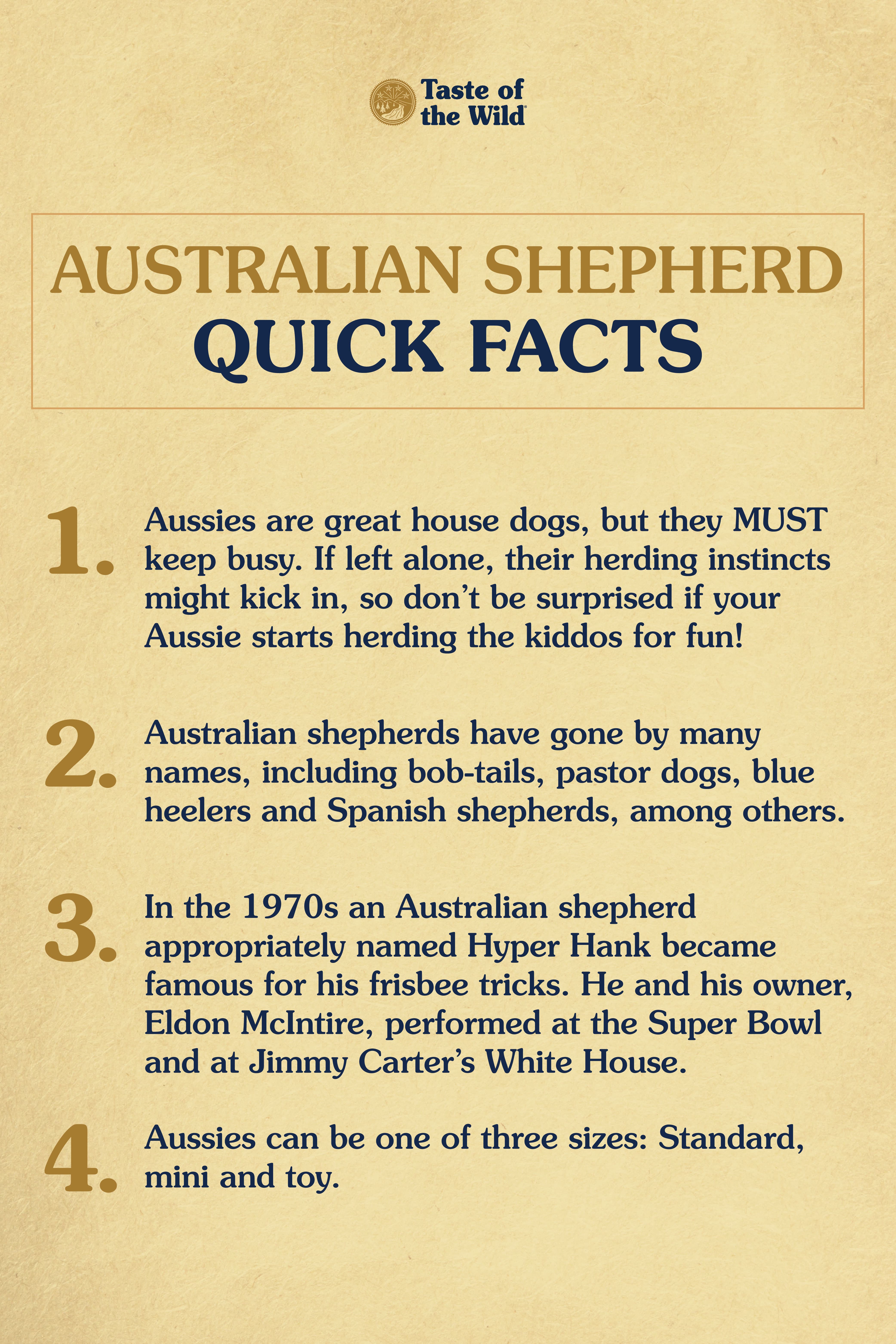 An interior graphic detailing four quick facts about Australian shepherds.