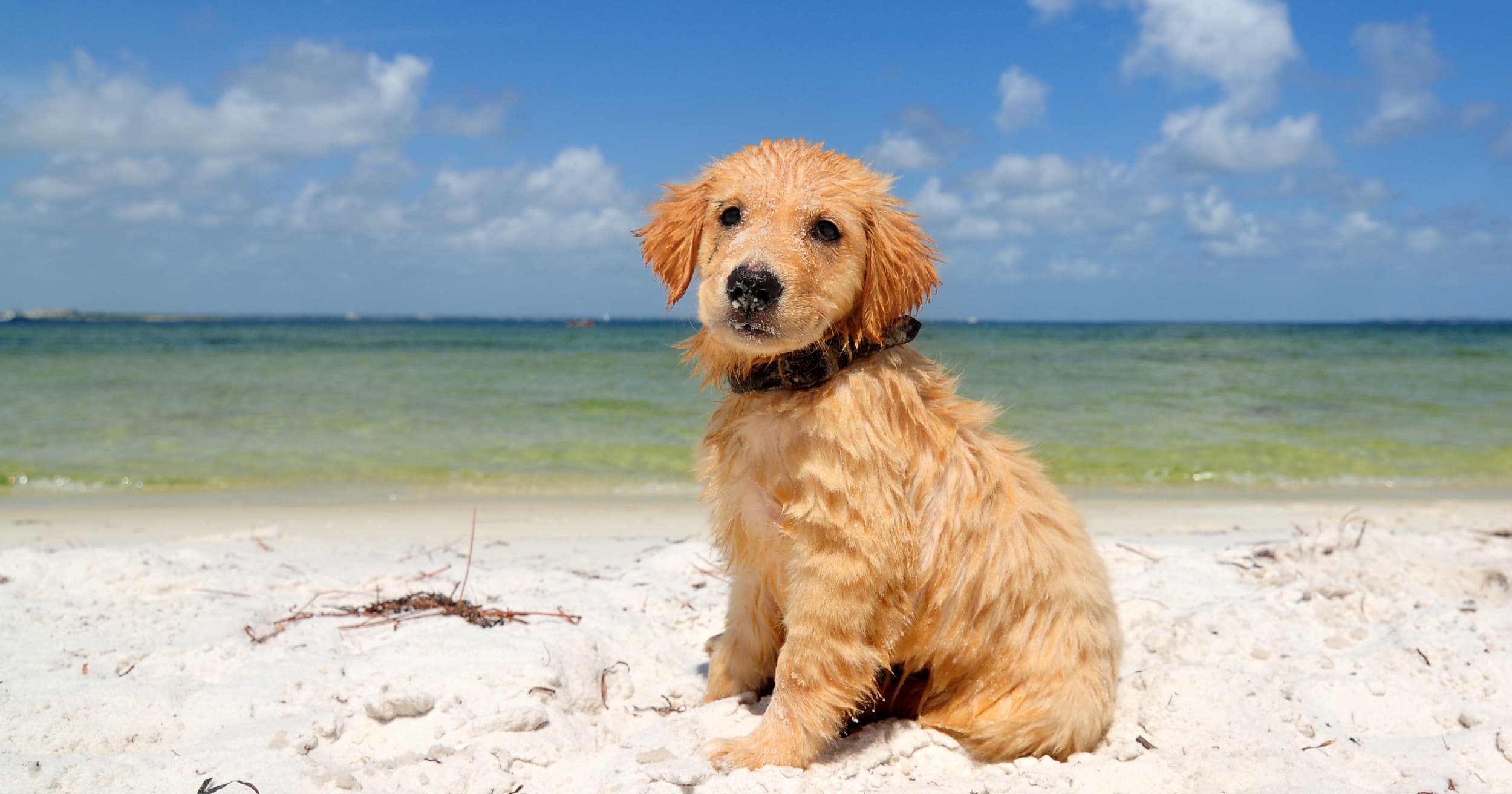 A wet puppy sitting in the sand at the beach.