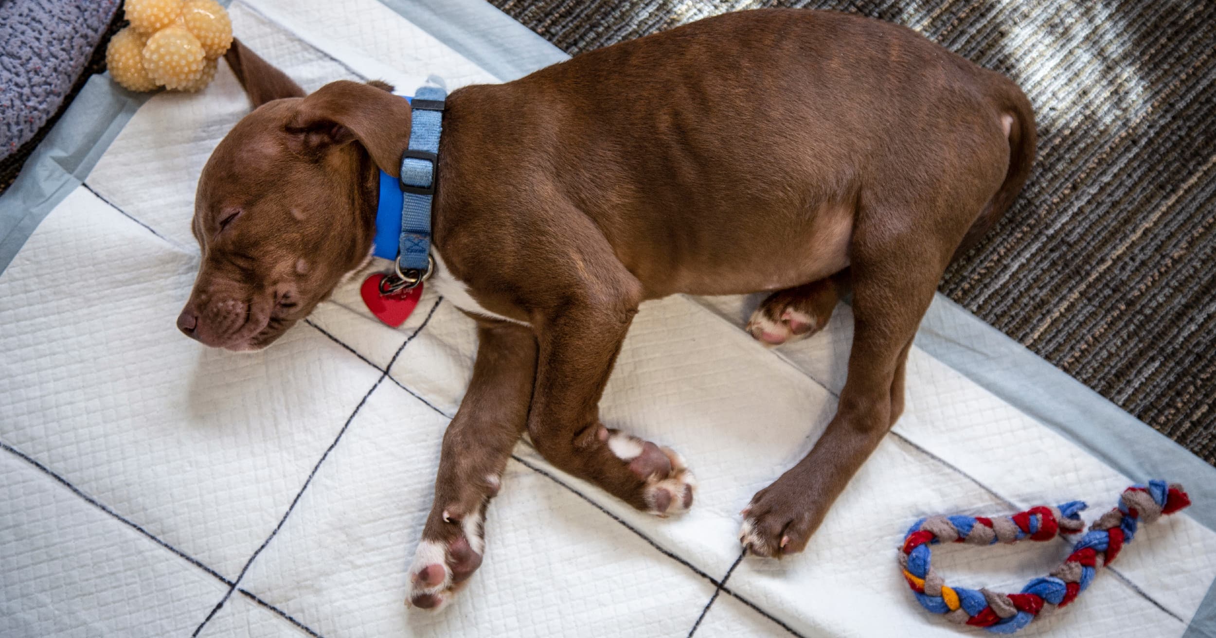 A brown puppy lying on a pee pad on the floor.