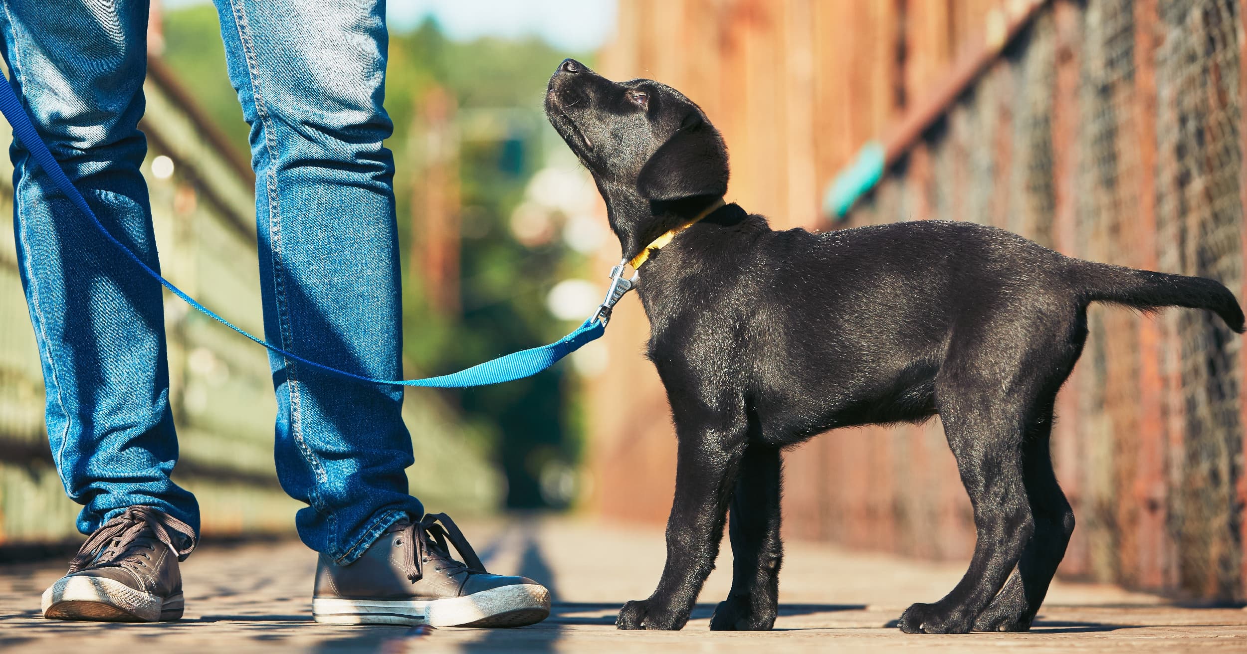A black puppy on a leash standing next to its owner outside.