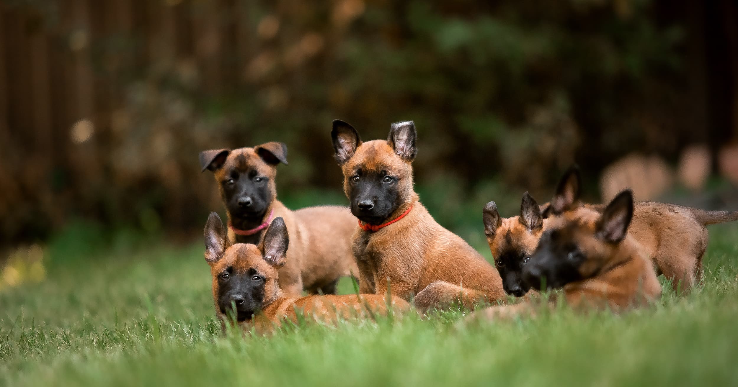 A group of puppies lying in the grass outside.