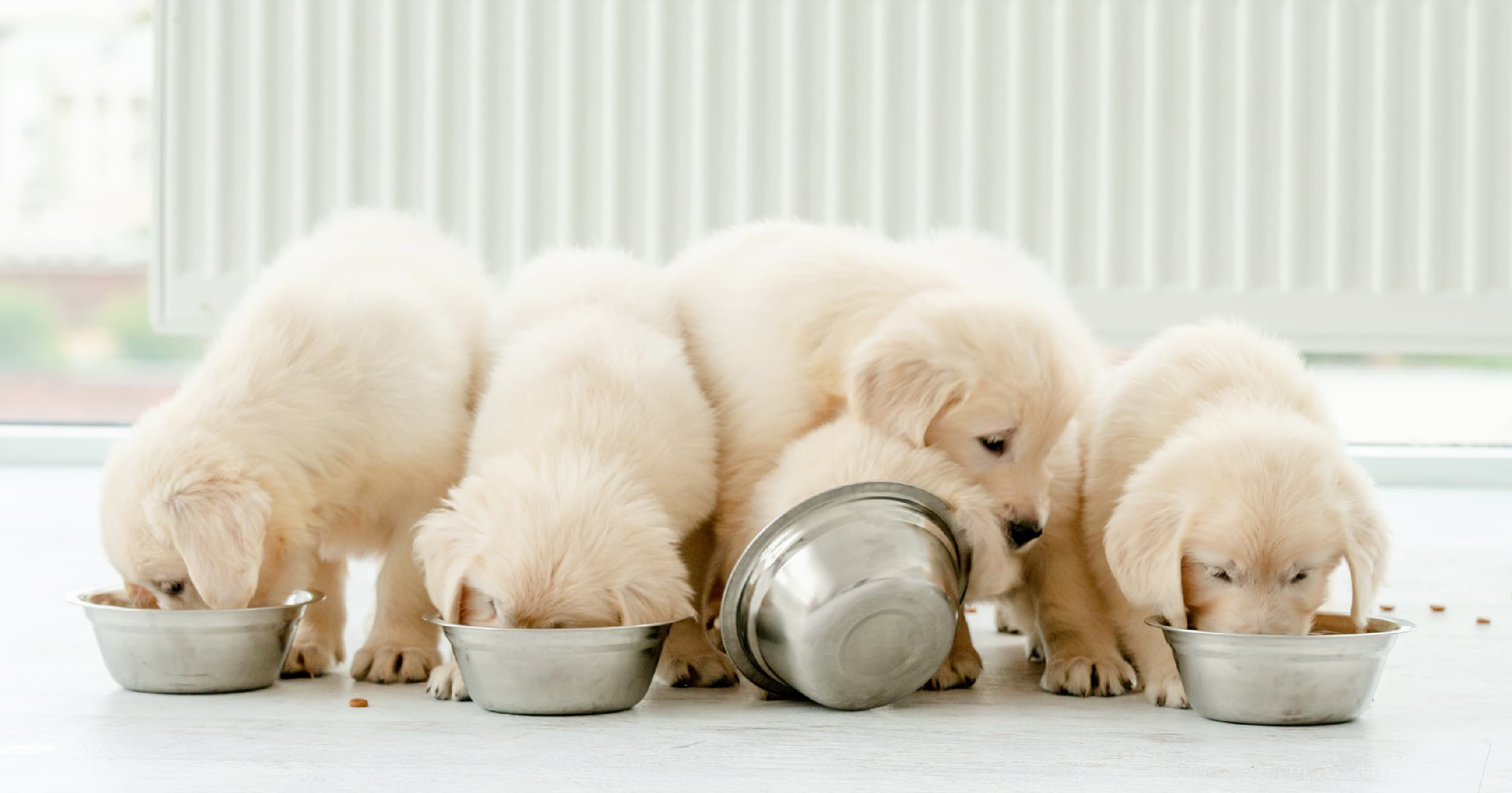 A group of puppies eating food from metal bowls on the floor.