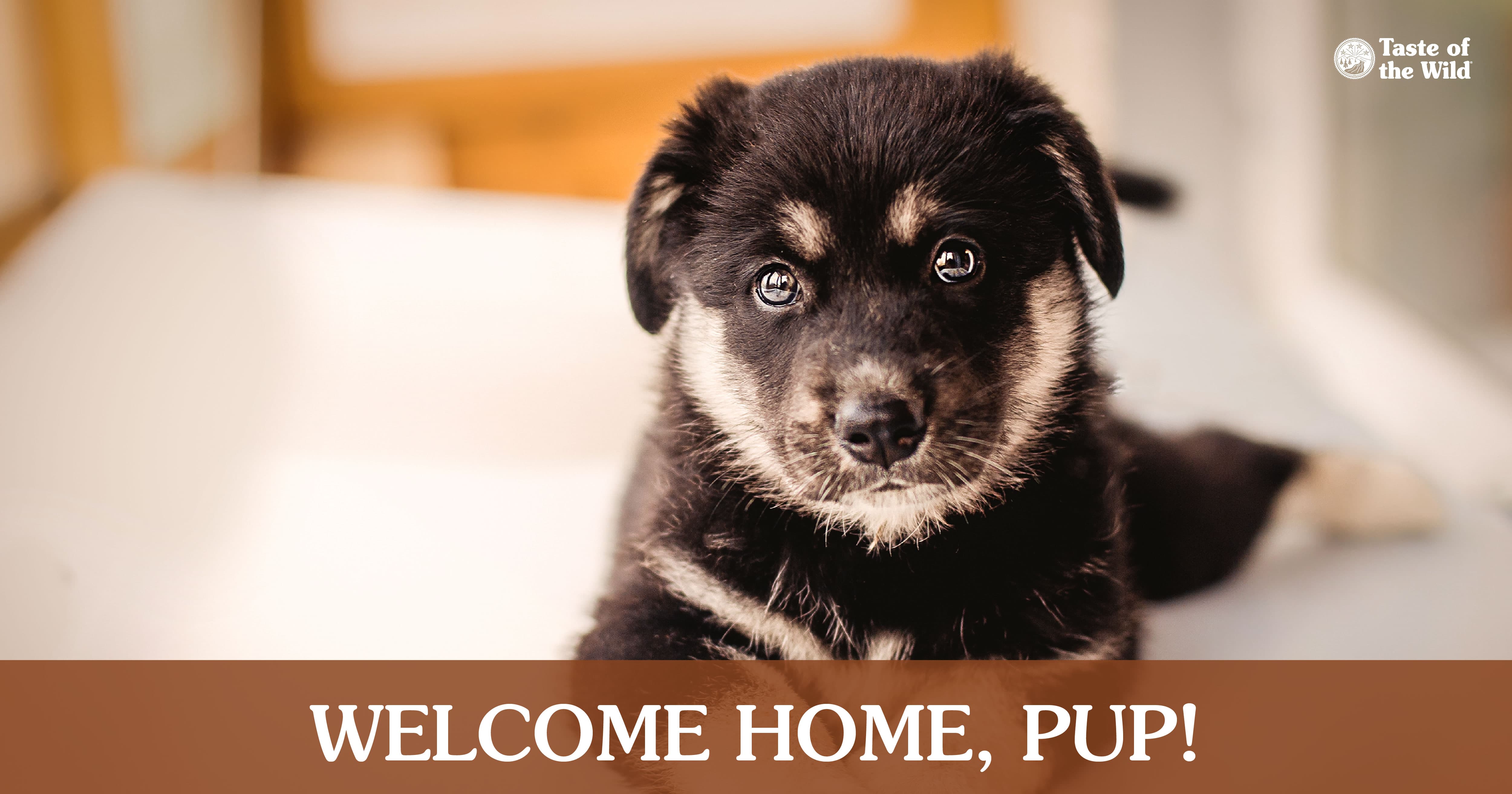 A puppy lying on the floor with a banner that says ‘welcome home, pup!’ | Taste of the Wild