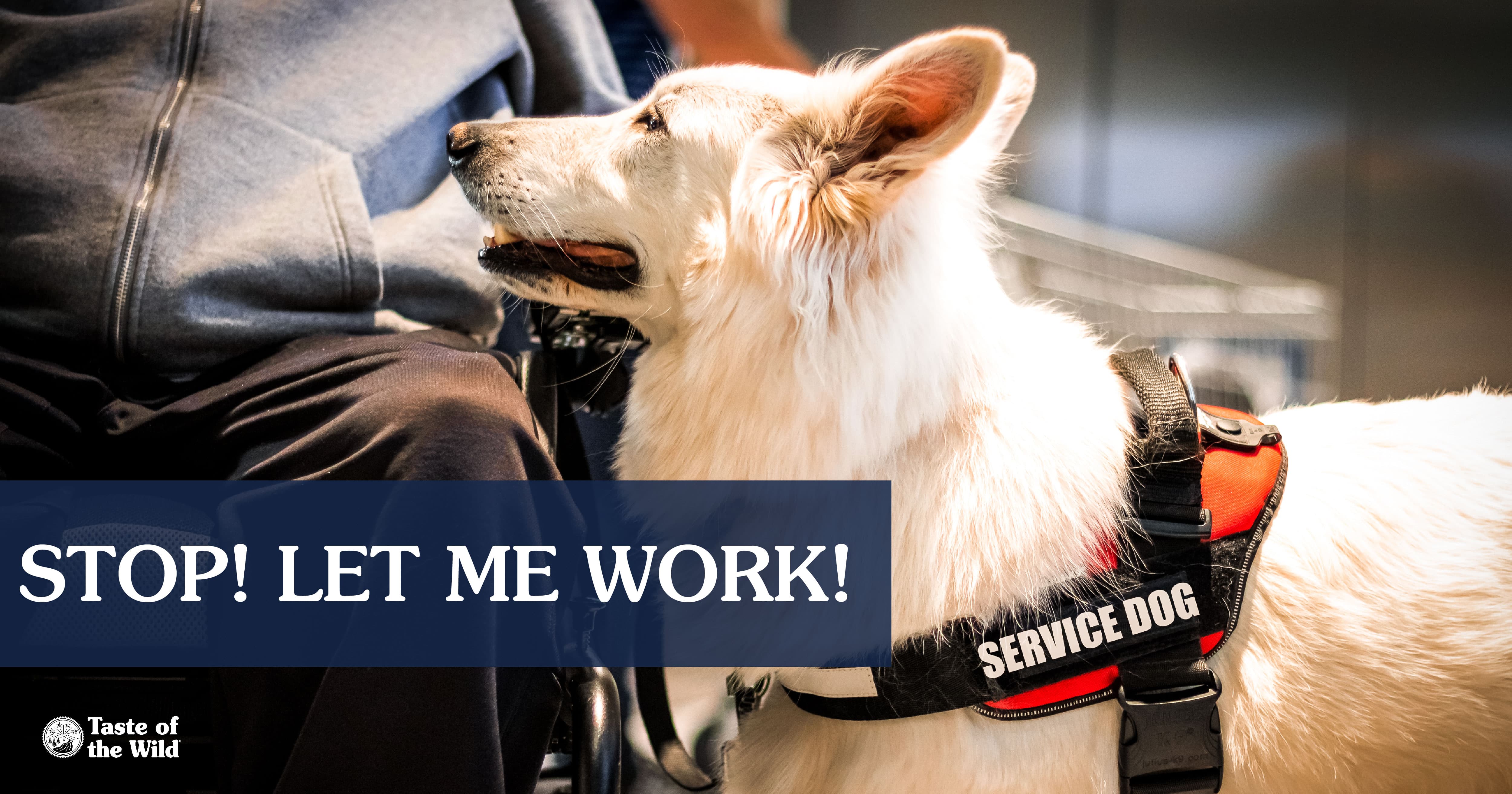 A white service dog next to a person in a wheelchair.