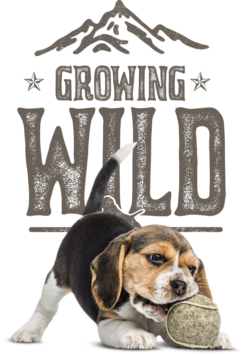 Puppy chewing on tennis ball in front of Growing Wild logo.