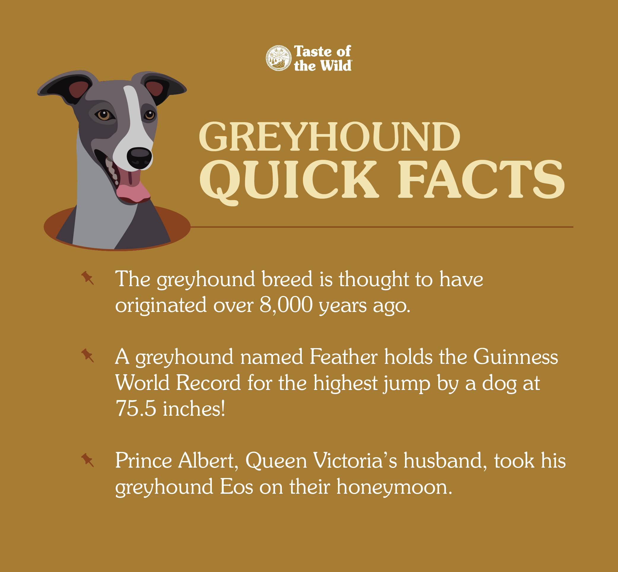 A cartoon greyhound with his tongue out next to display text ‘greyhound quick facts’.