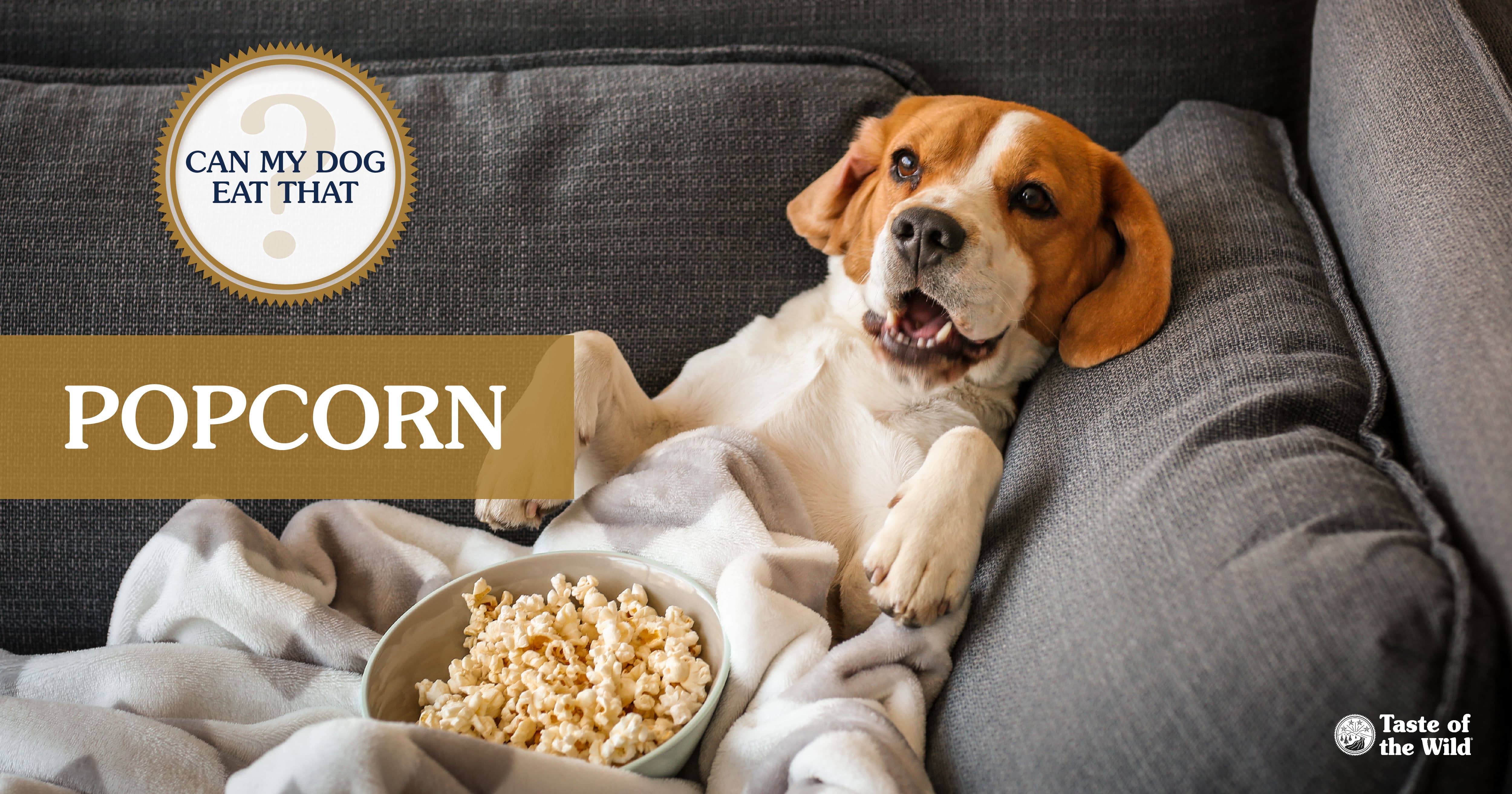 A dog lying on a couch under a blanket with a bowl of popcorn.