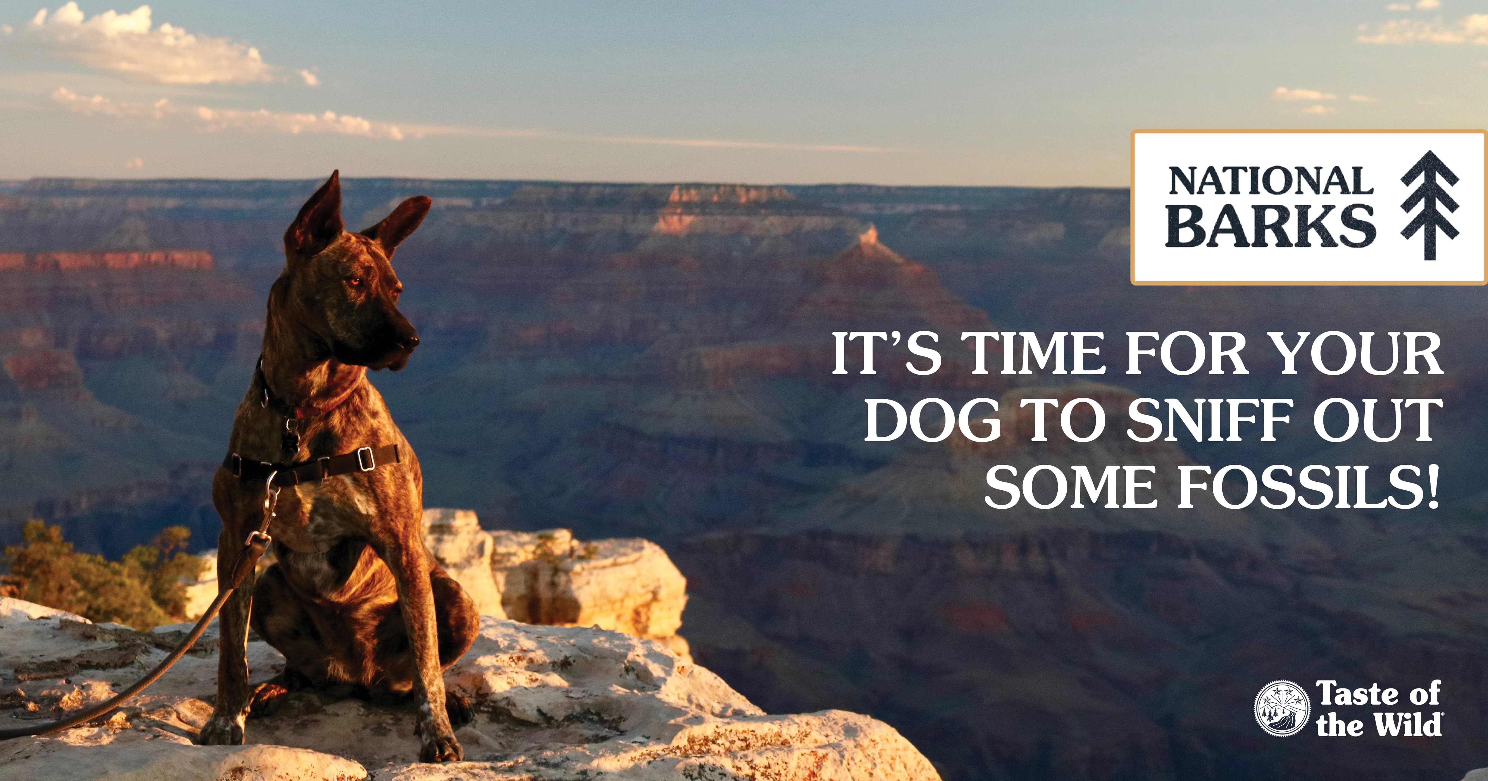 A dog on a leash staring out over the grand canyon next to text that reads ‘It’s time for your dog to sniff out some fossils’.
