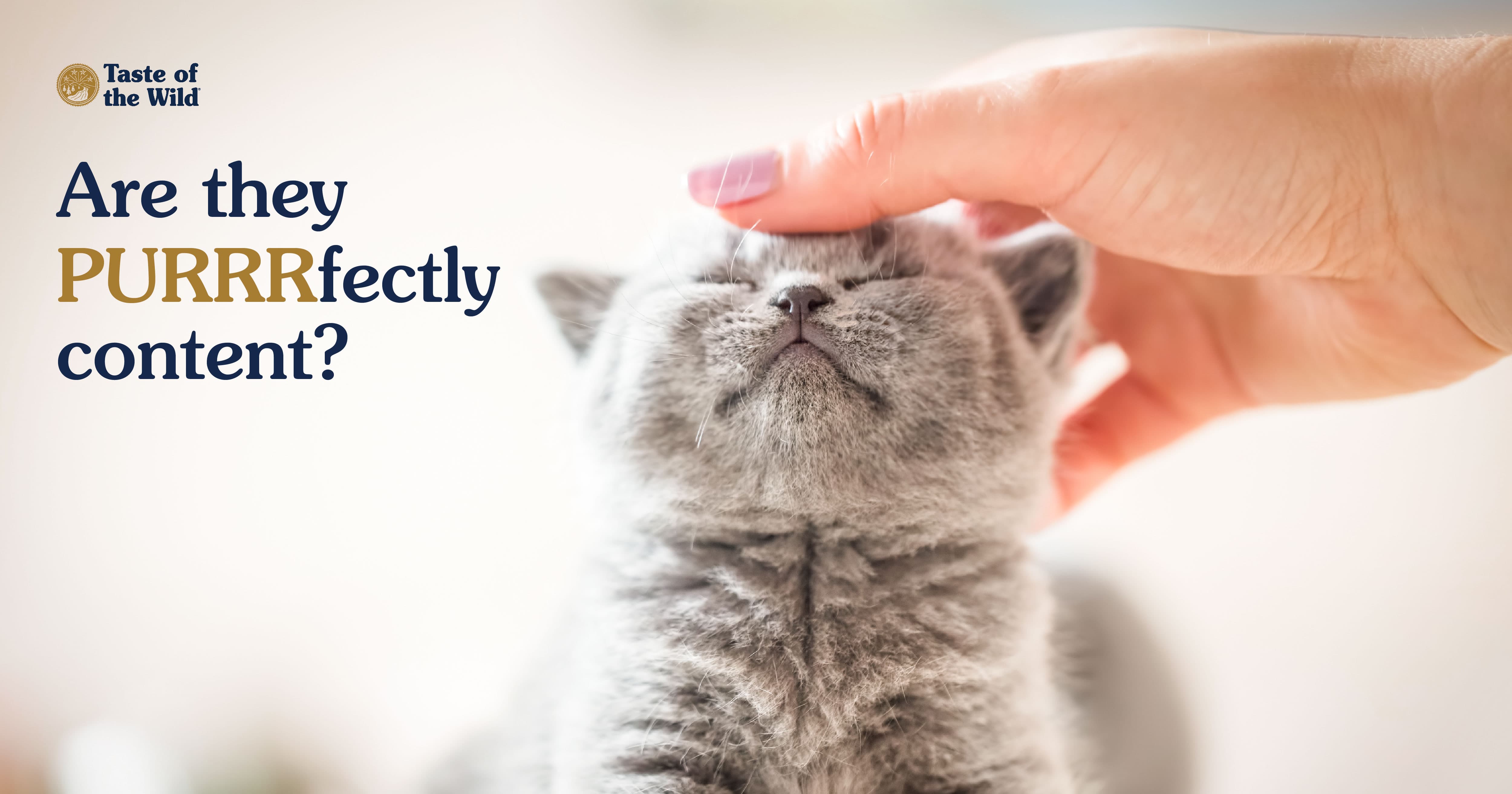 A gray kitten with its eyes closed with a human hand on its head next to text that reads ‘Are they PURRRfectly content?’.