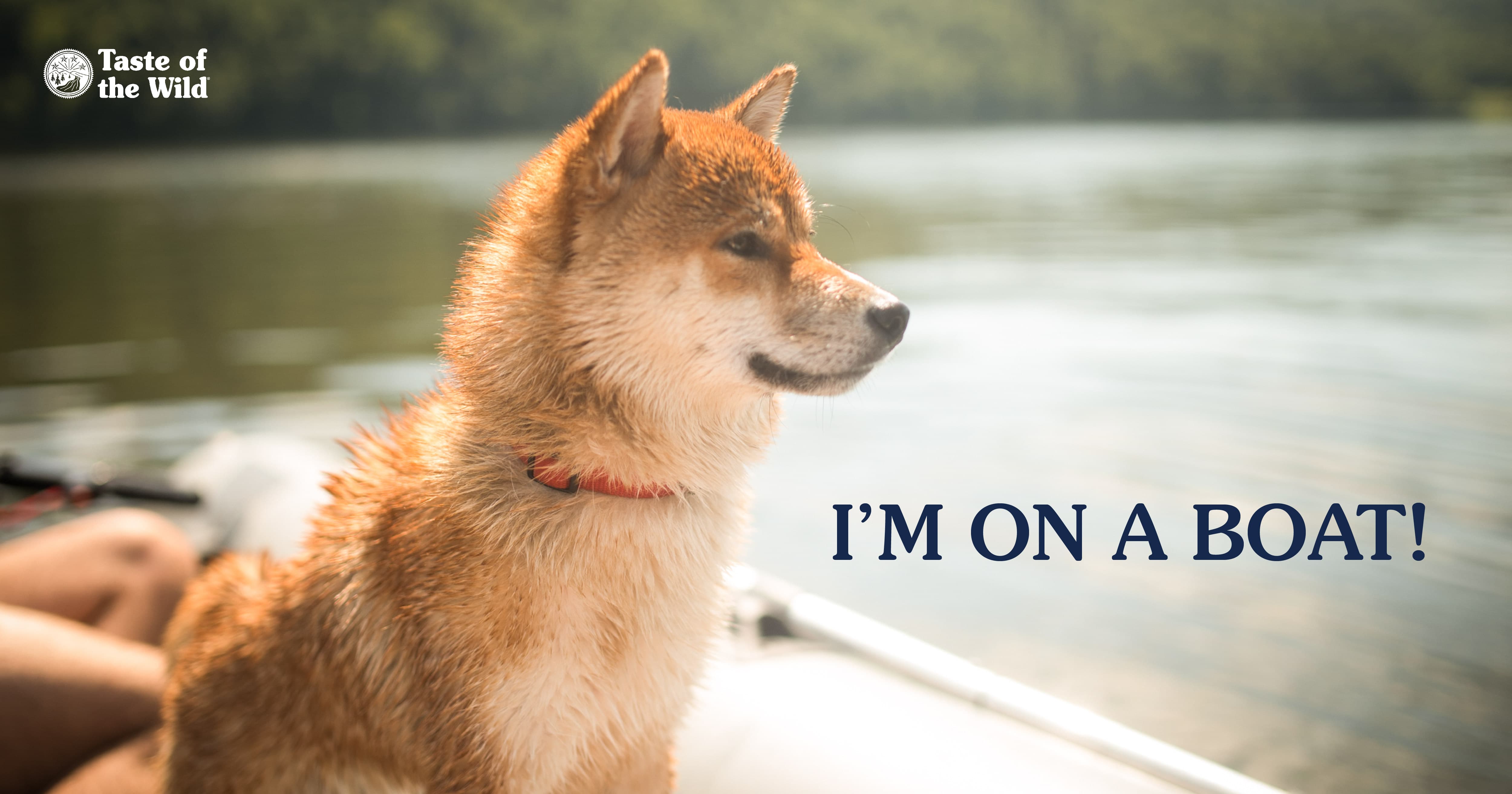 A light brown and white dog sitting on a boat on the water.