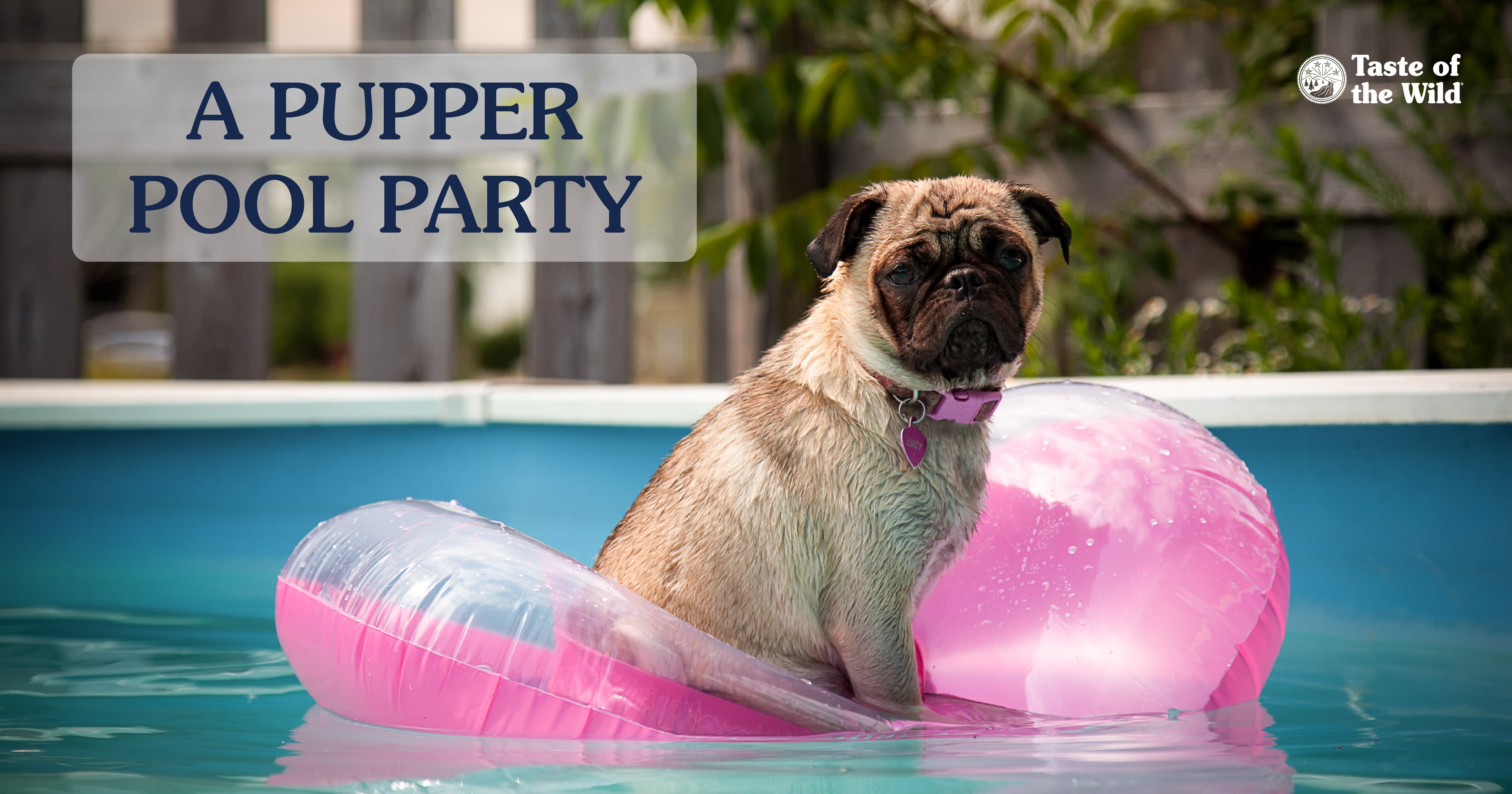 A tan pug standing on a pink flotation raft in a pool.