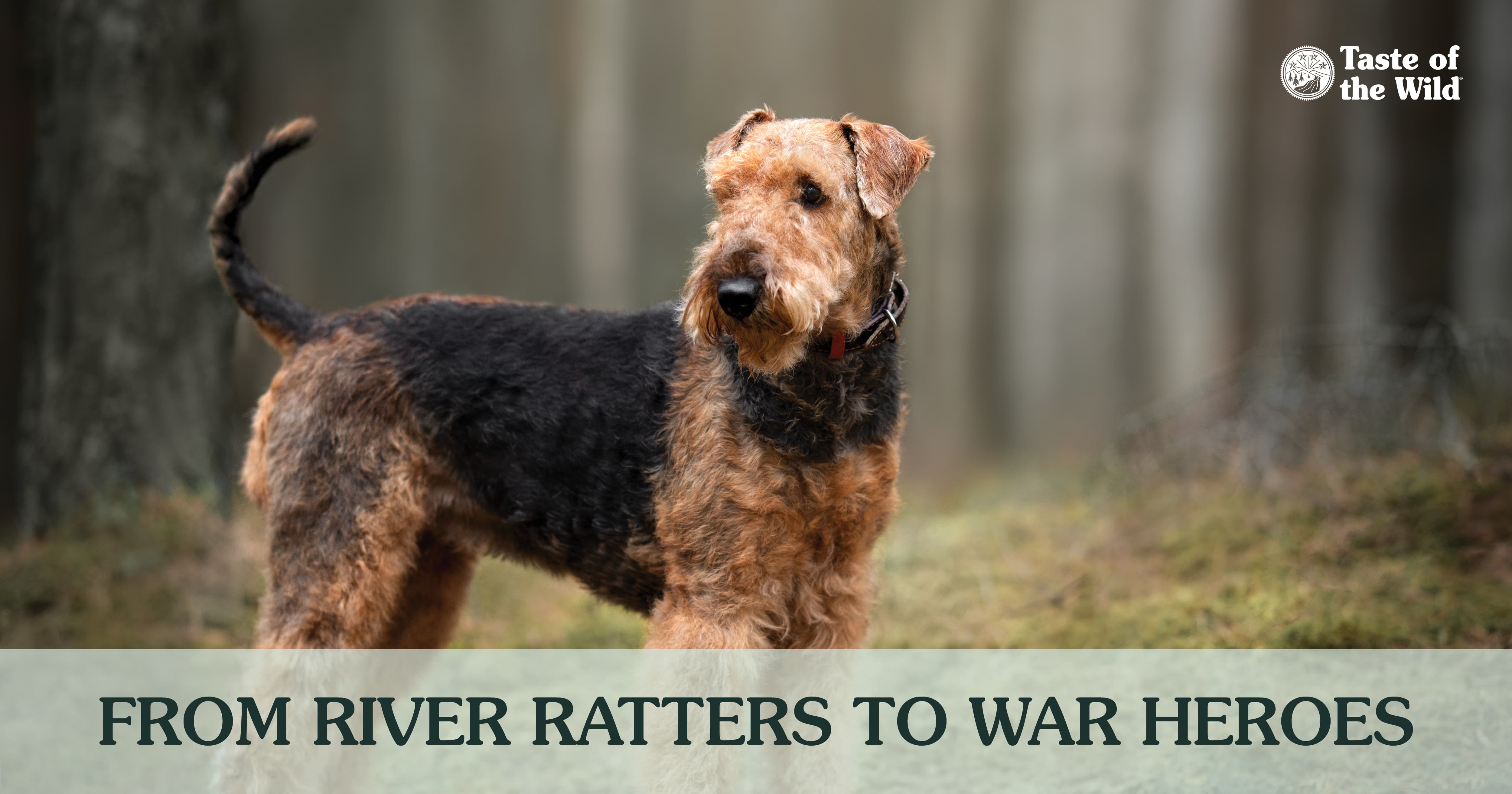 A black and tan Airedale terrier standing in the woods.