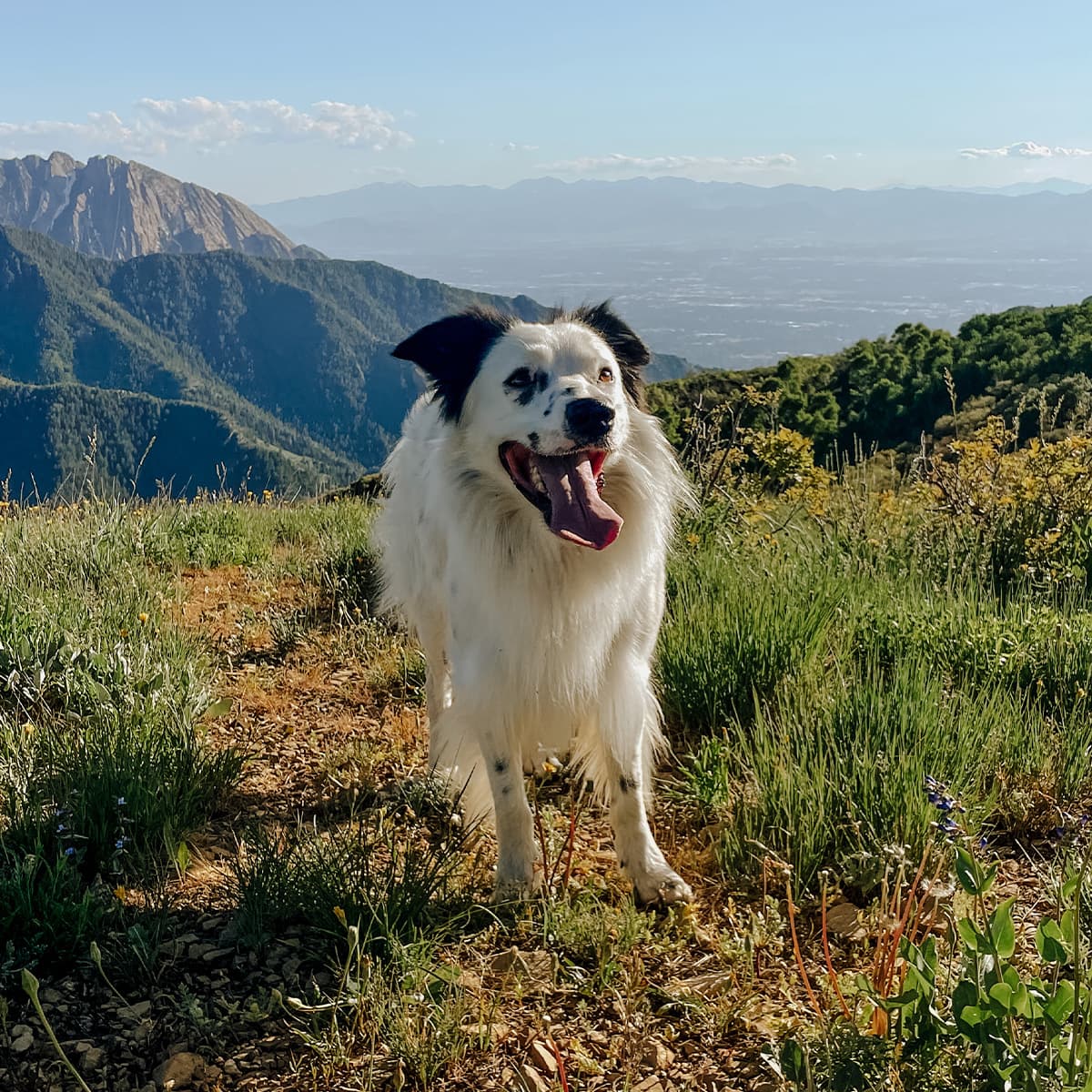 Border collie standing on a grassy mountain with a valley and more mountains in the background