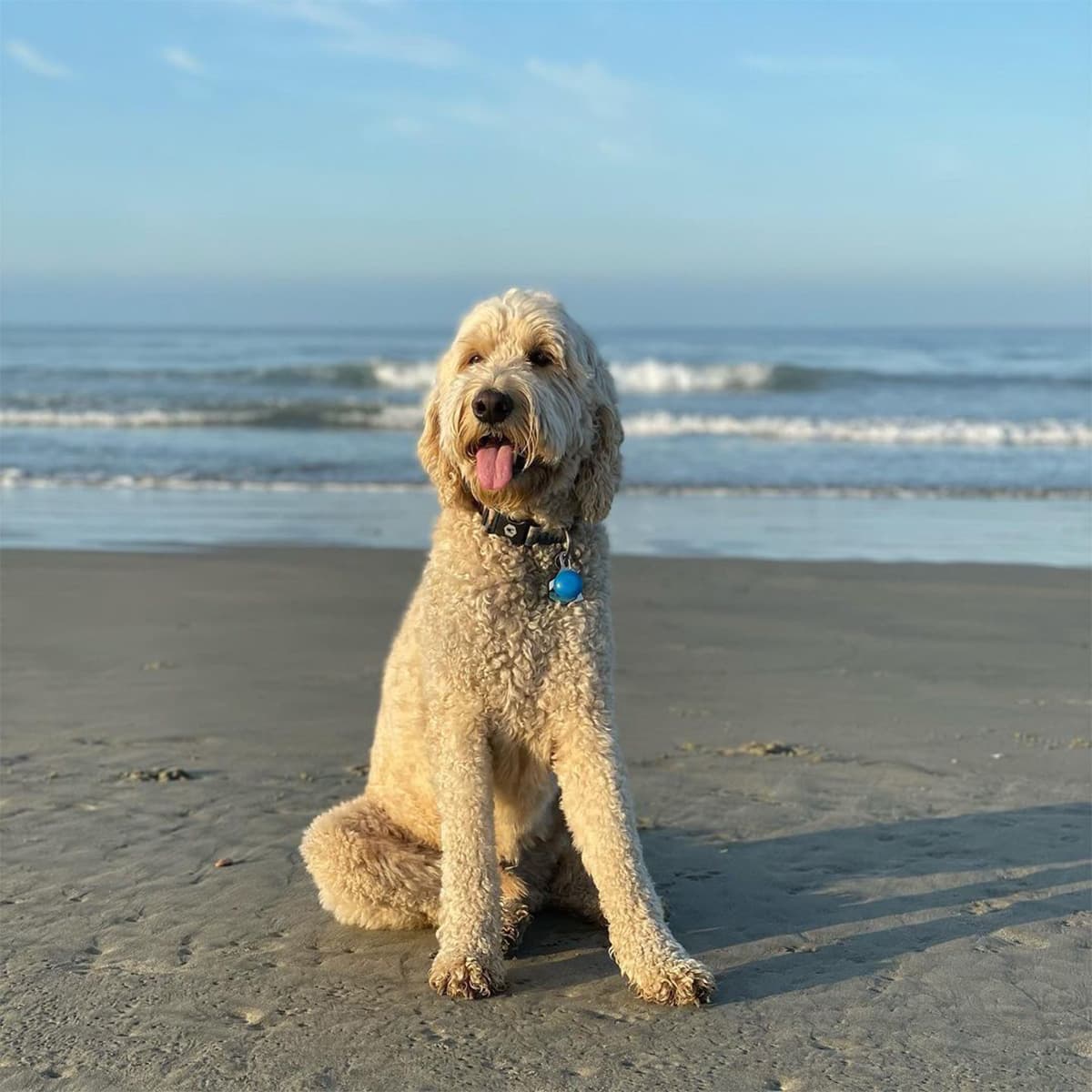 Goldendoodle sticking tongue out and sitting on a beach with the ocean in the background