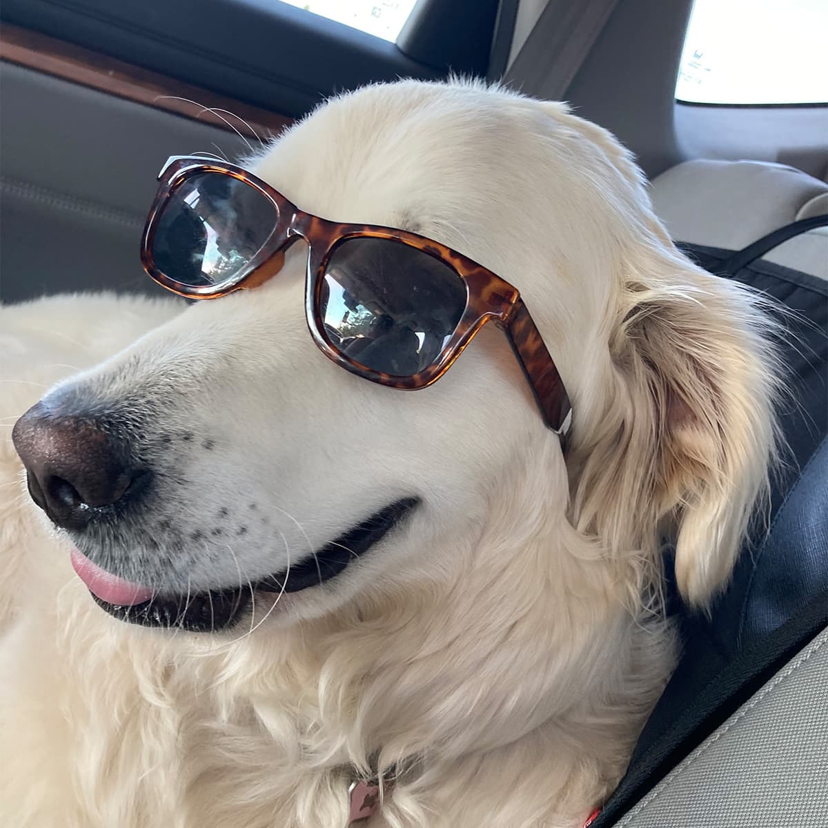 Great Pyrenees and Labrador mix sitting in a car wearing brown tortoise shell sunglasses