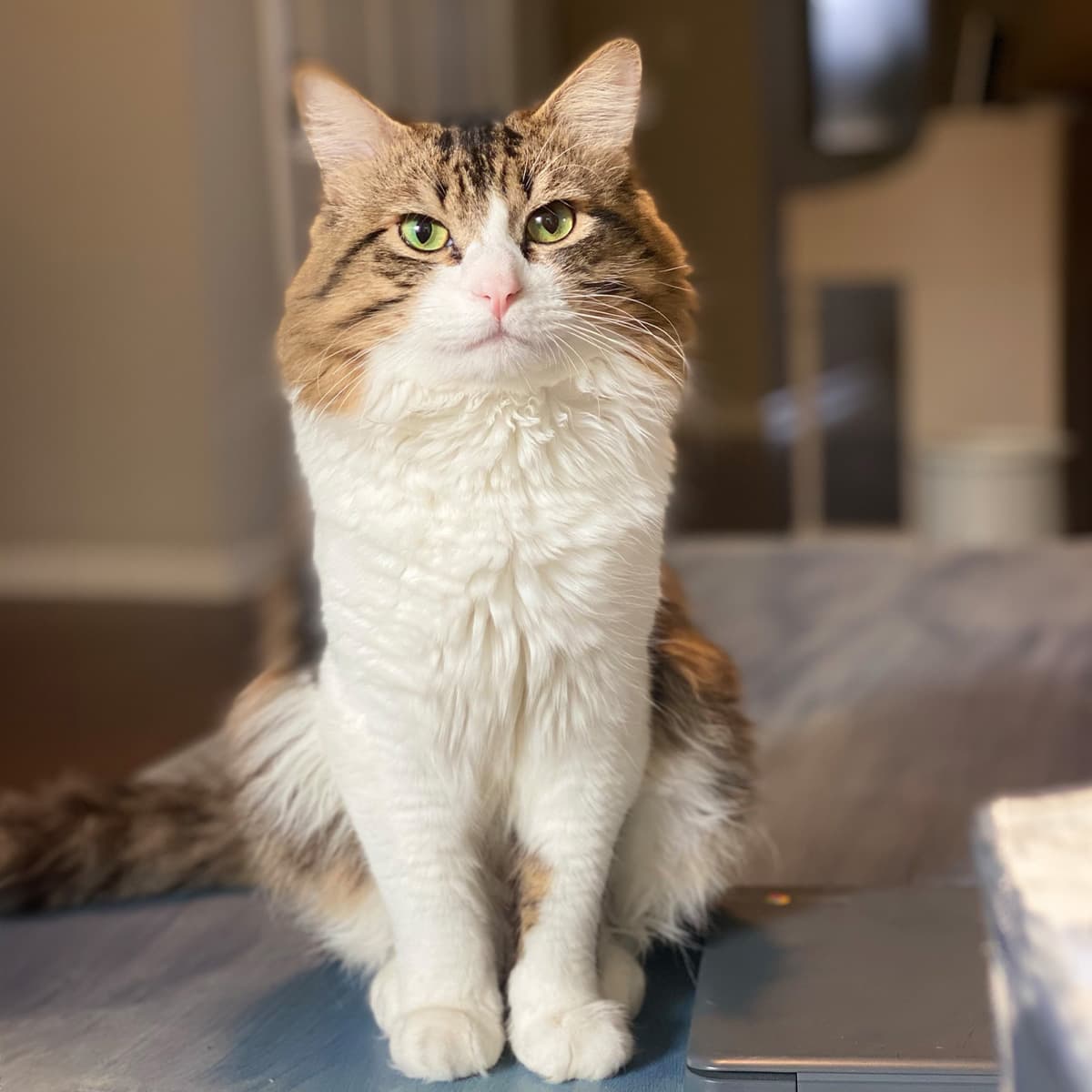 White and brown furry domestic longhair cat sitting on a table indoors