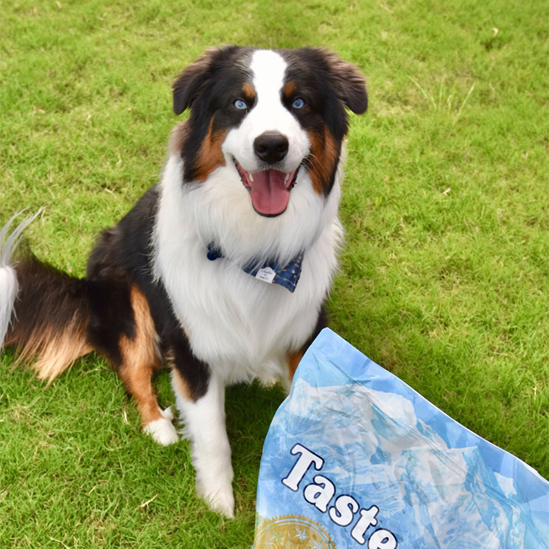 Australian shepherd sitting in the grass next to a Pacific Stream Canine Recipe bag.
