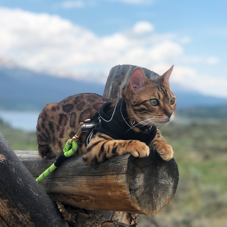 Bengal cat wearing black harness lying down on wooden log fence with mountains in the background.