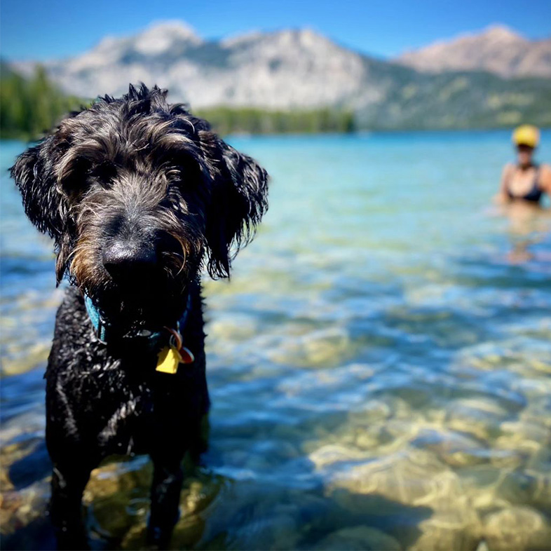 Black labradoodle standing in a lake in front of the mountains.